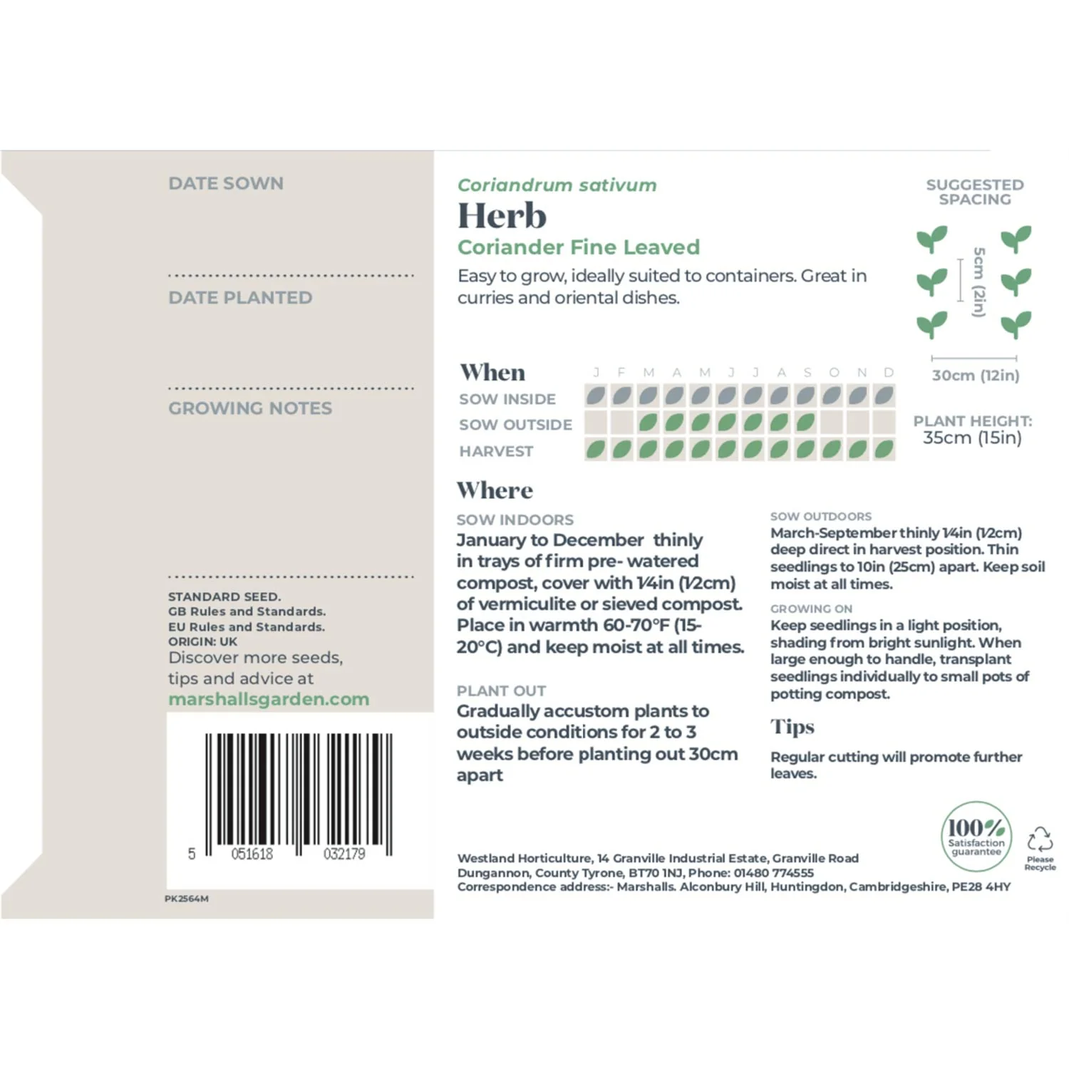 Coriander Seeds 'Fine Leaved' - Image 3