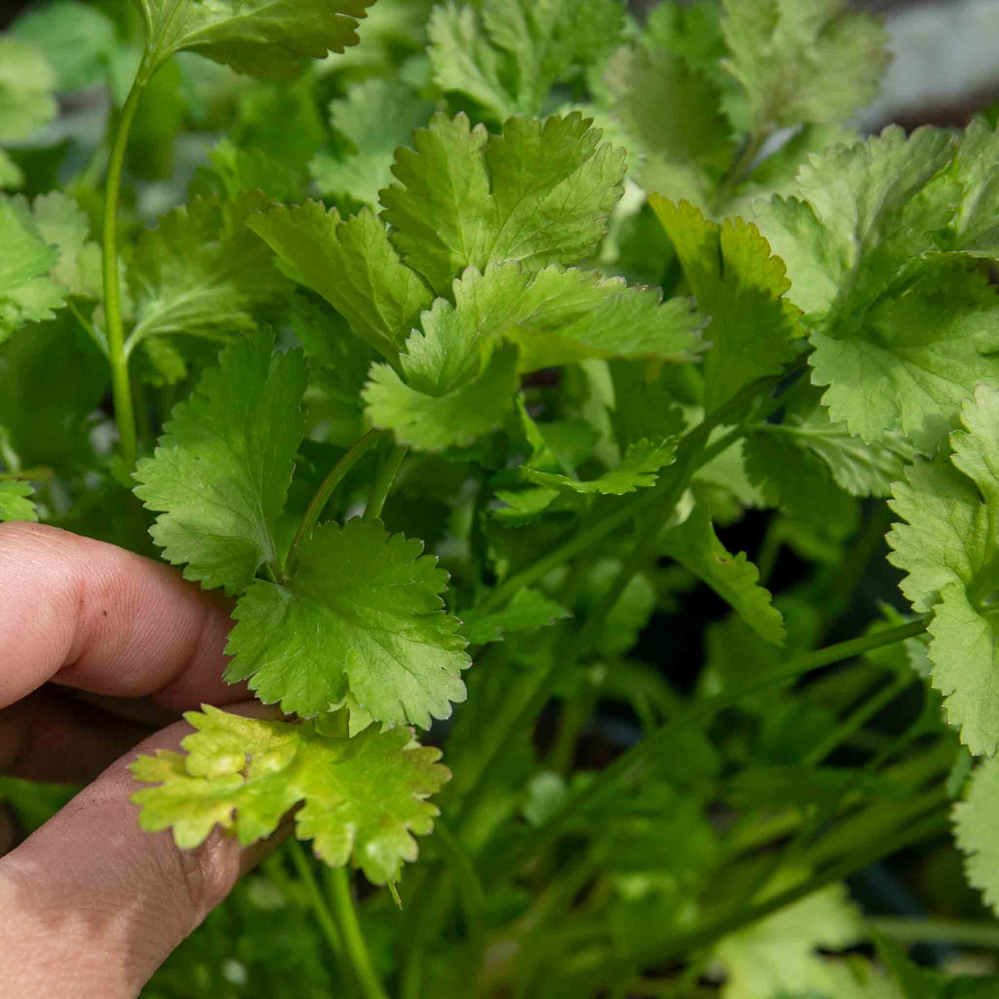 Coriander Plant - Image 2