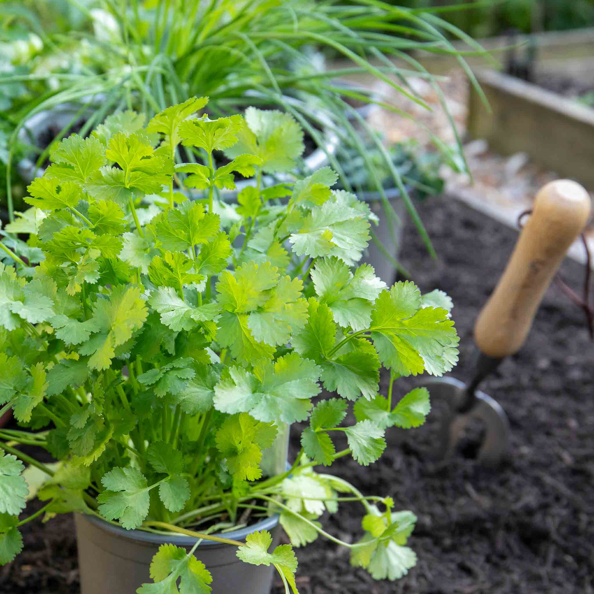 Coriander Plant - Image 3
