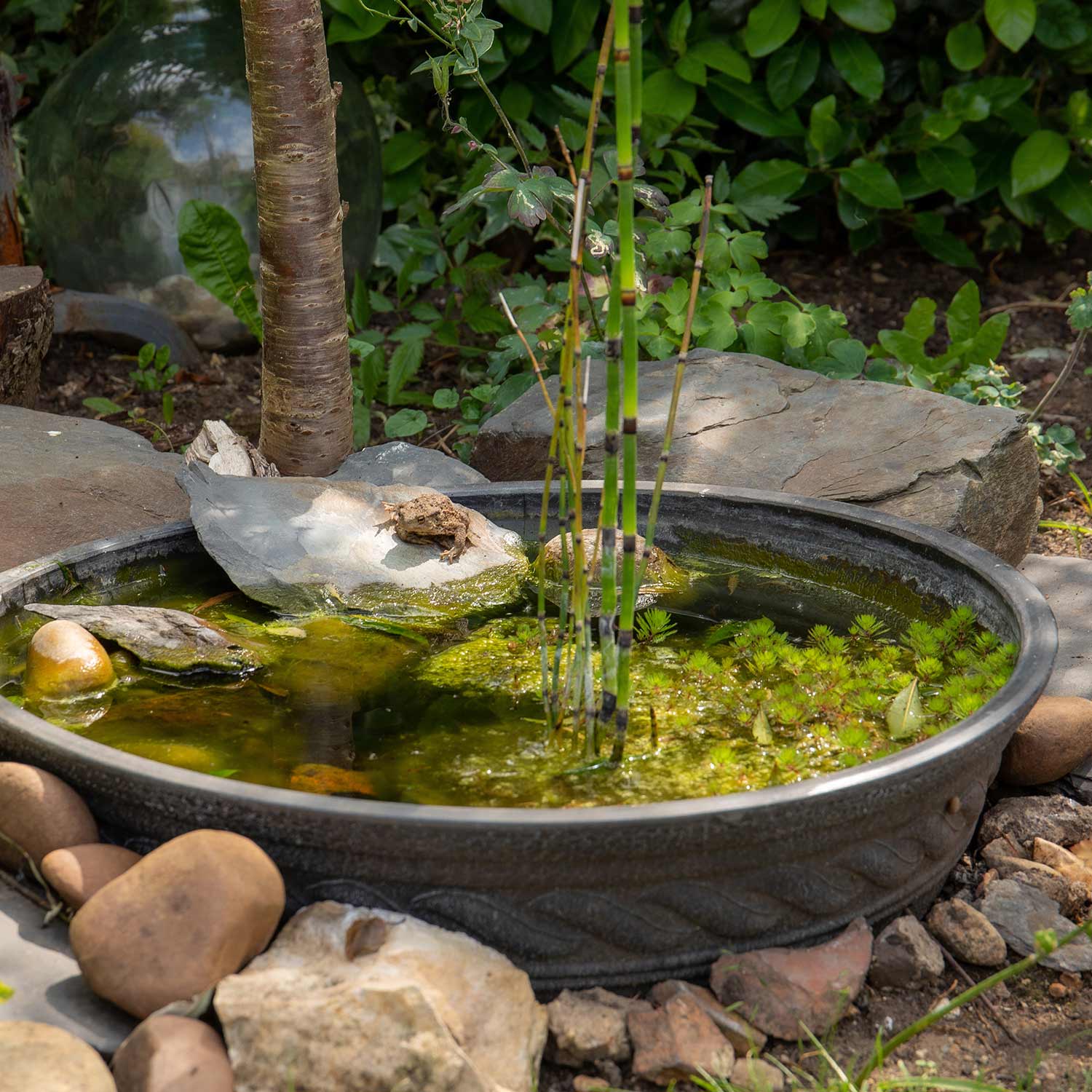 Corinthian Instant Plant Pond Bowl - Image 6