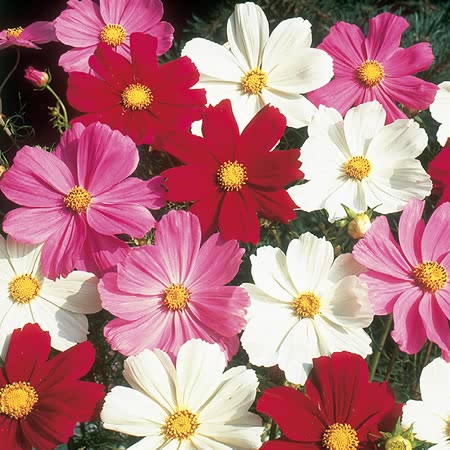 Cosmos Seeds 'Gazebo Mix' - Image 2