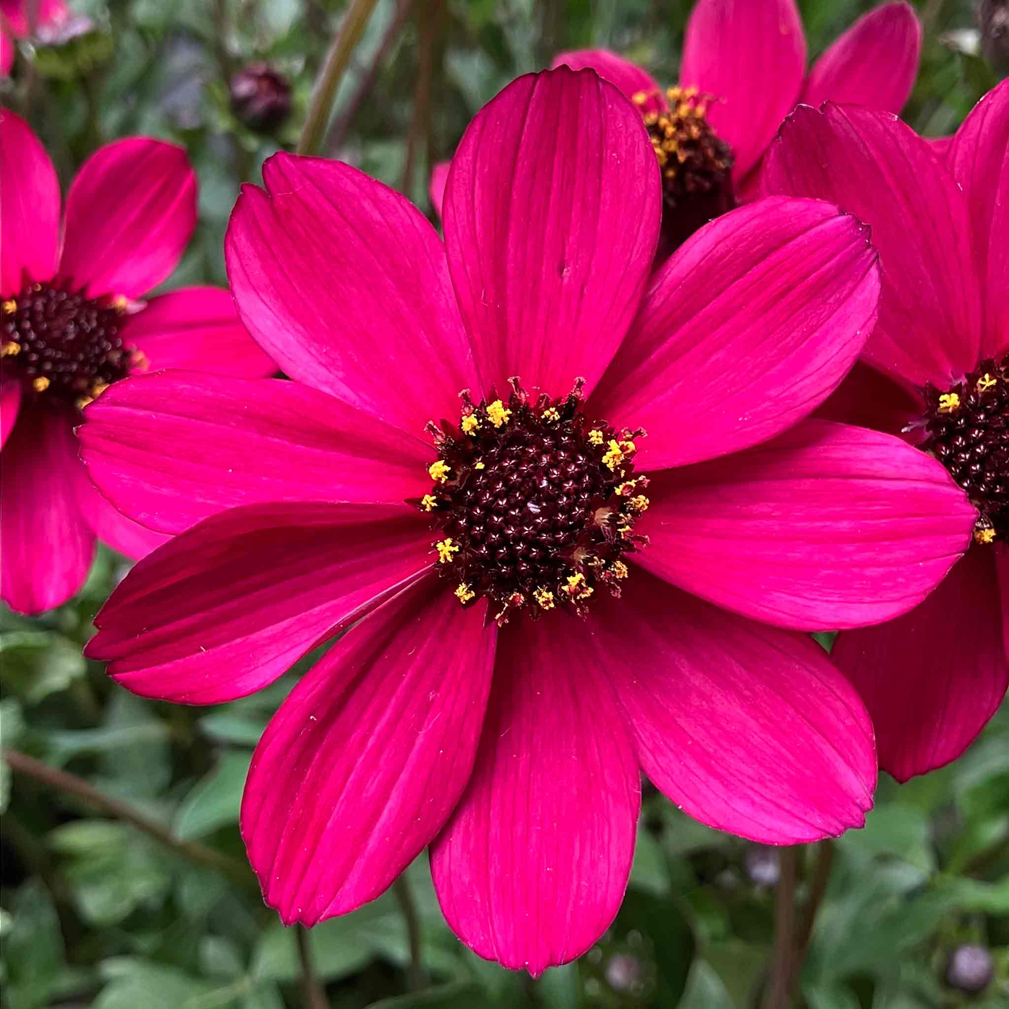 Cosmos 'Cherry Chocolate' - Image 14