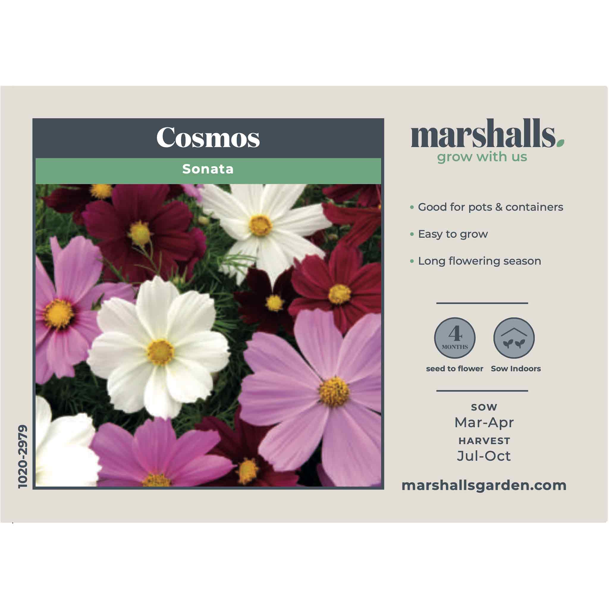 Cosmos Seeds 'Sonata' - Image 2