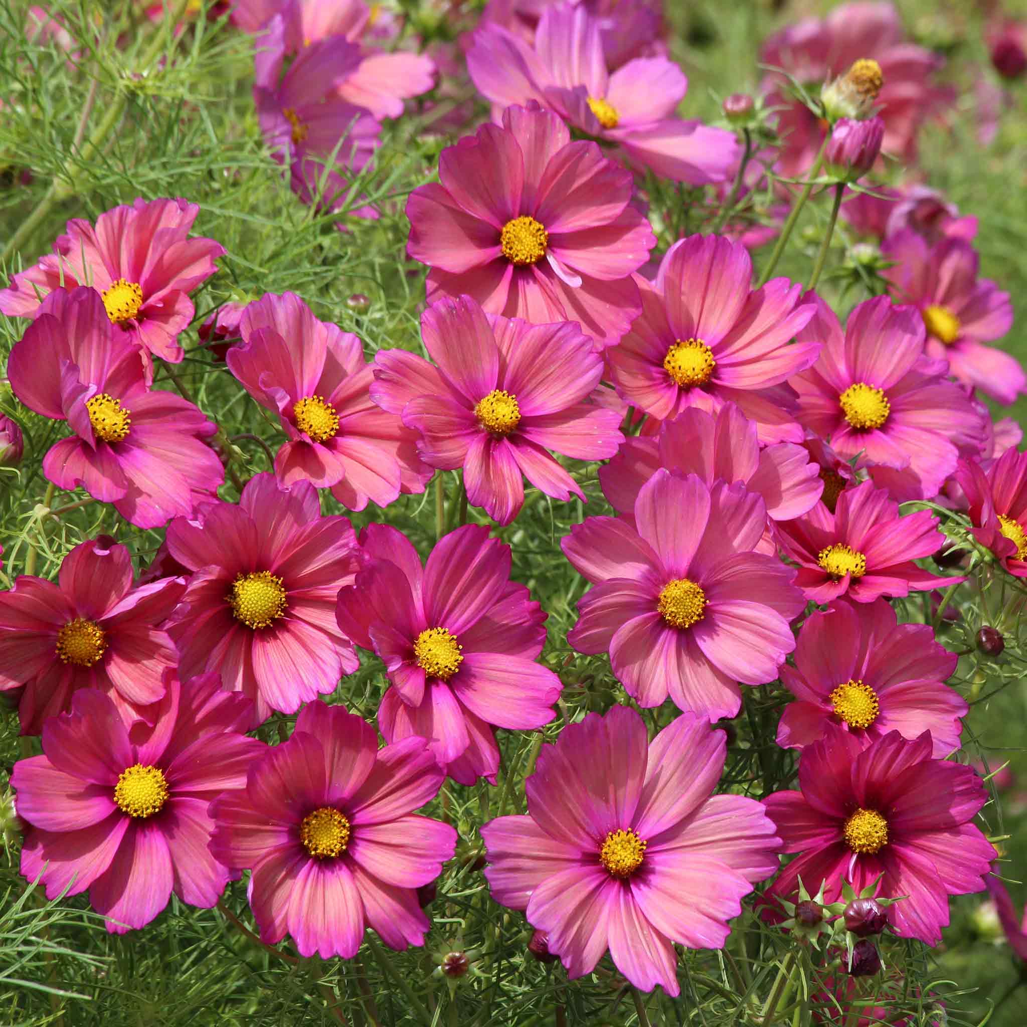 Cosmos Seeds 'Xsenia' - Image 2