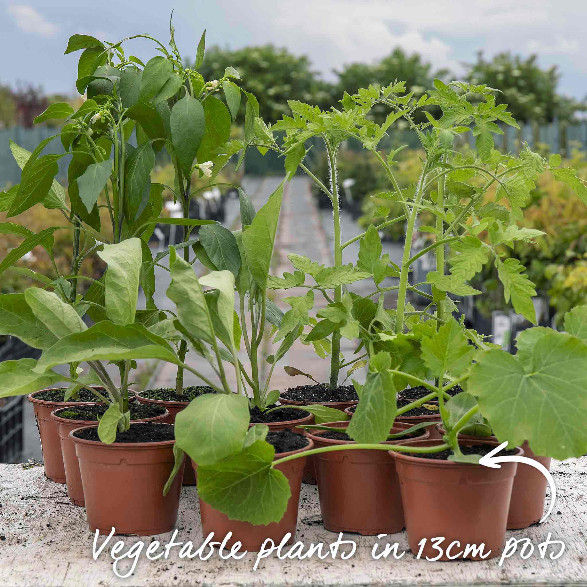 Courgette 'Ambassador' - Image 3