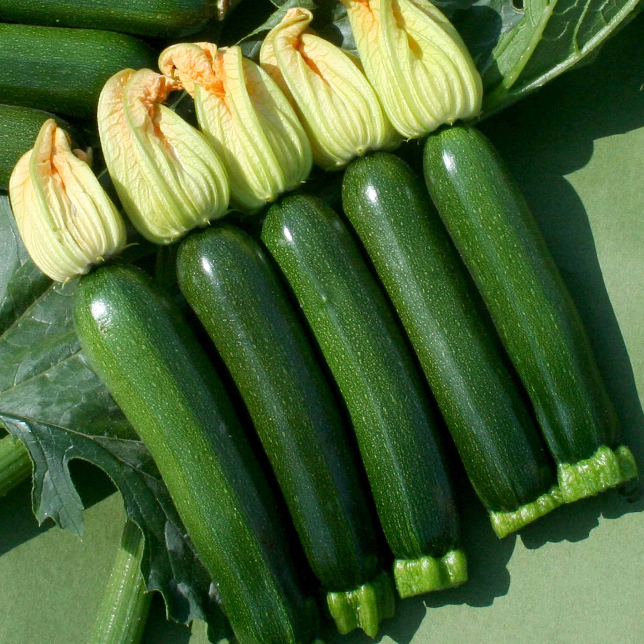 Courgette Mediterranean Duo - Image 3