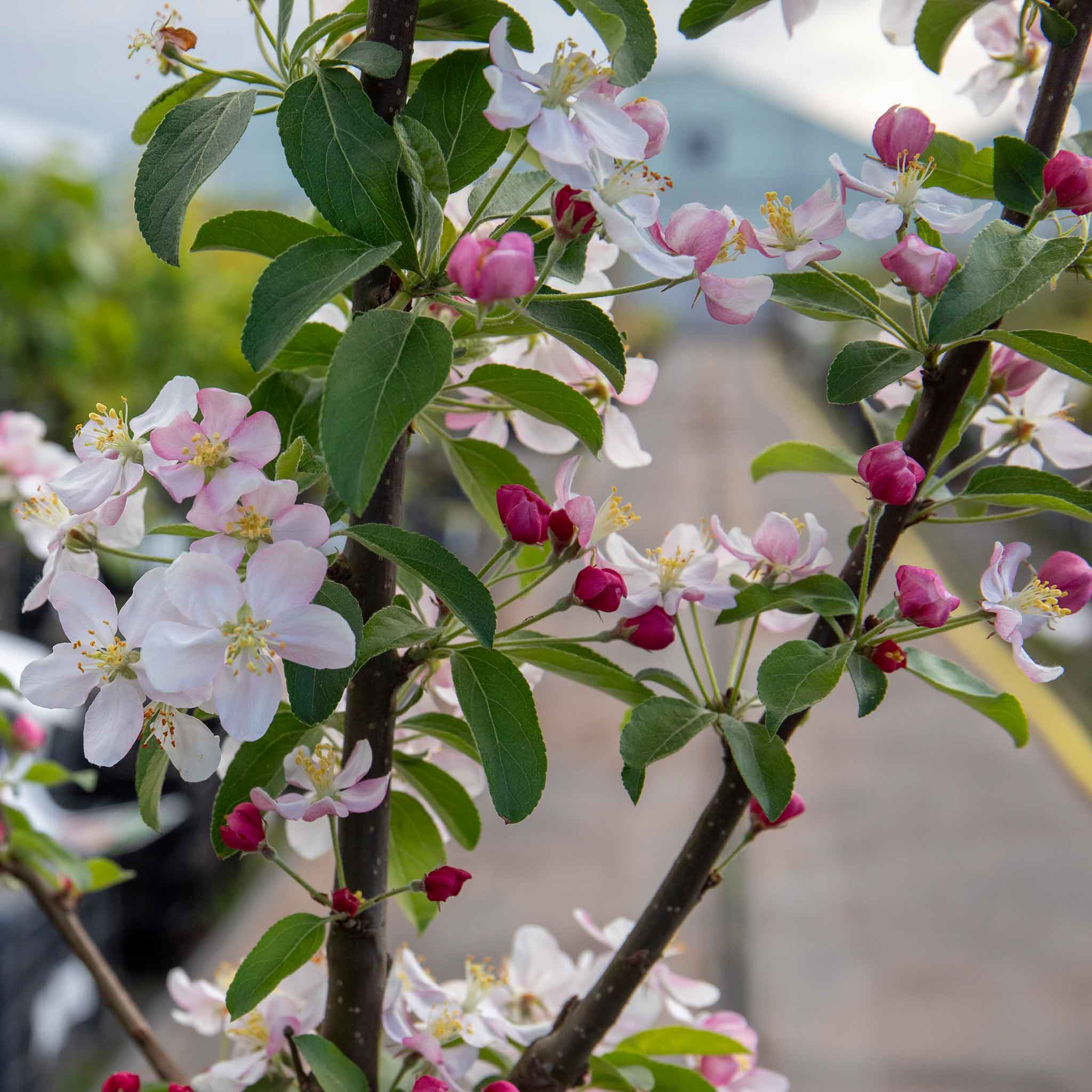 Crab Apple 'Golden Hornet' - Image 7