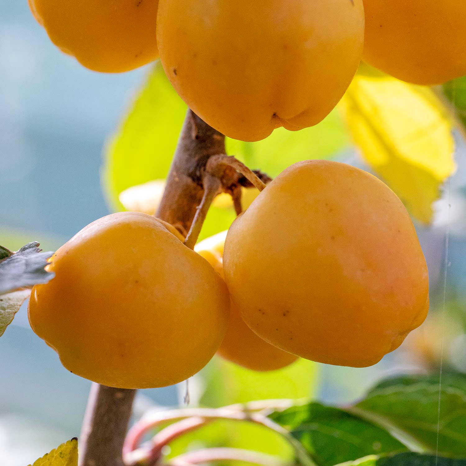 Crab Apple 'Golden Hornet' - Image 8