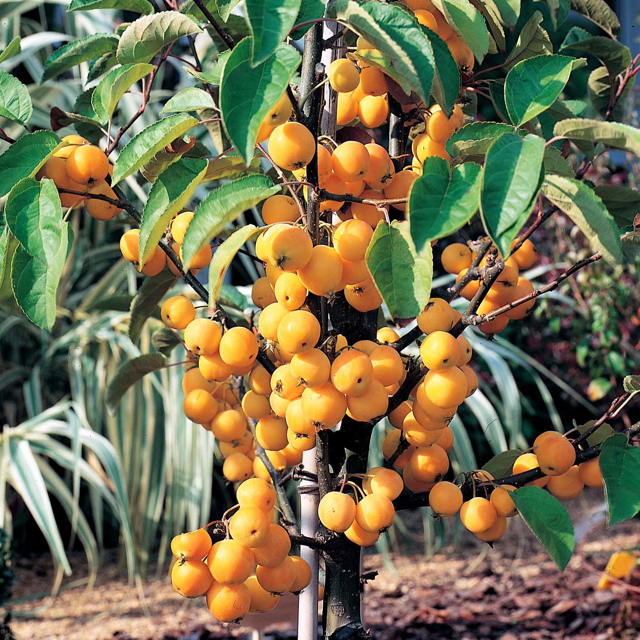 Crab Apple 'Golden Hornet' - Image 9