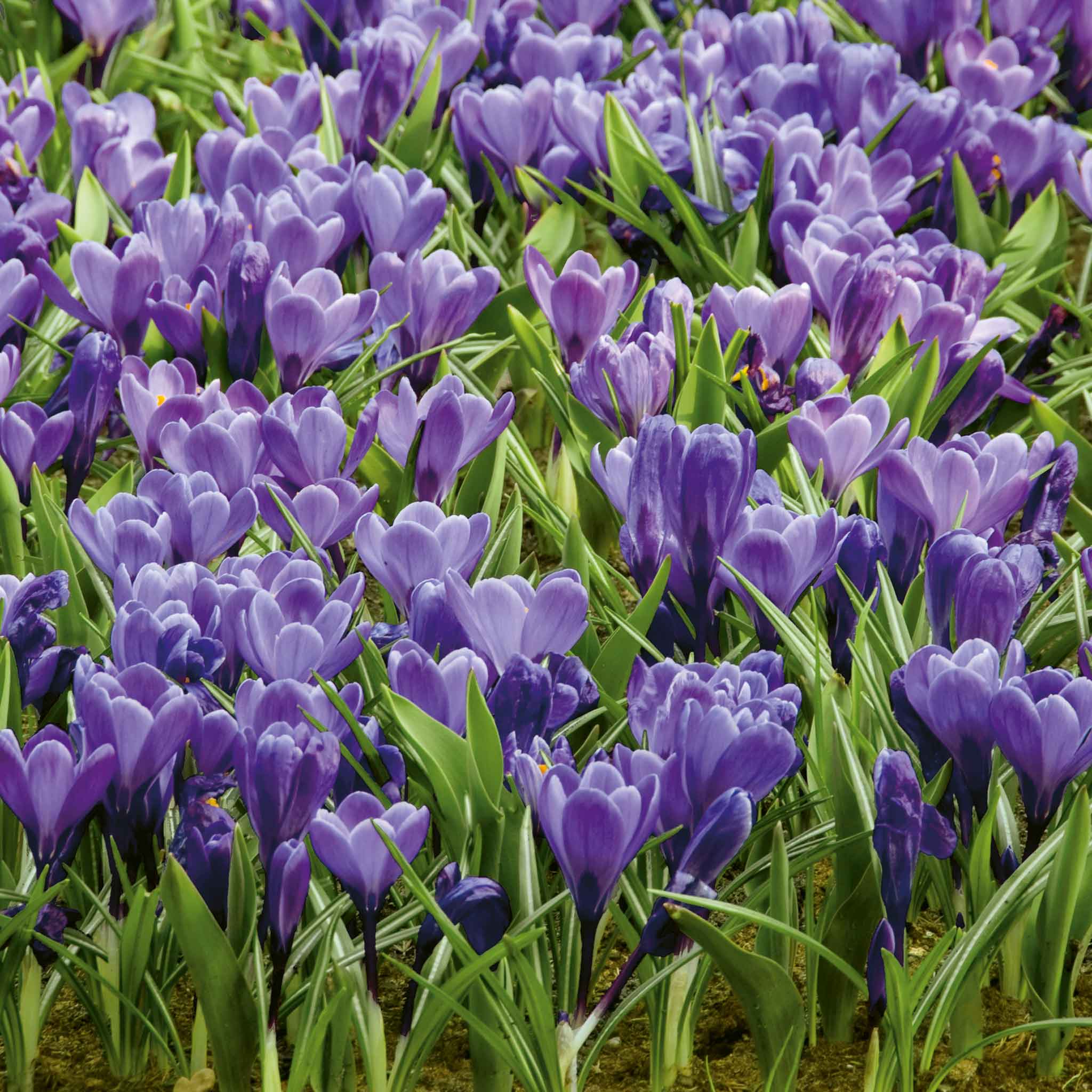 Crocus Bulbs 'Grand Maitre' - Image 3