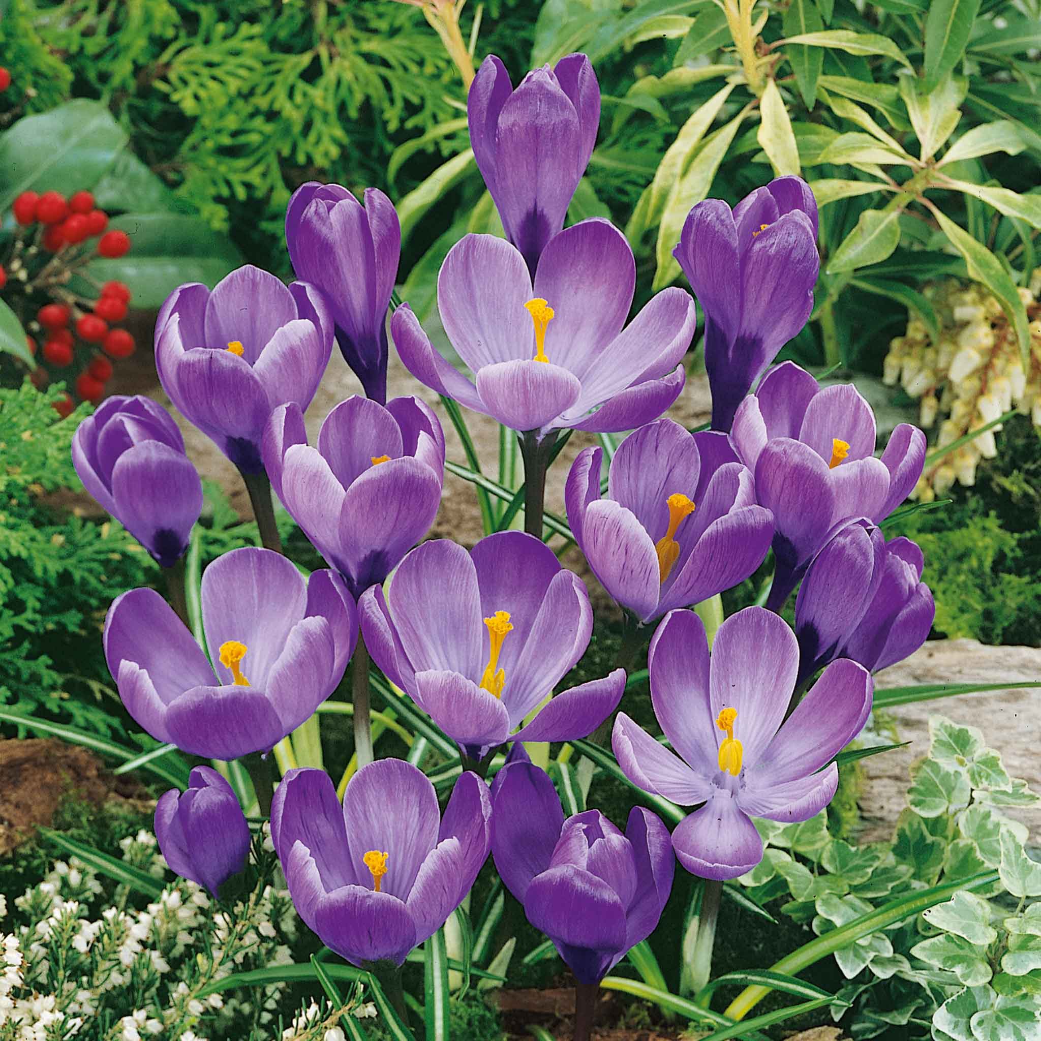 Crocus Bulbs 'Grand Maitre' - Image 4