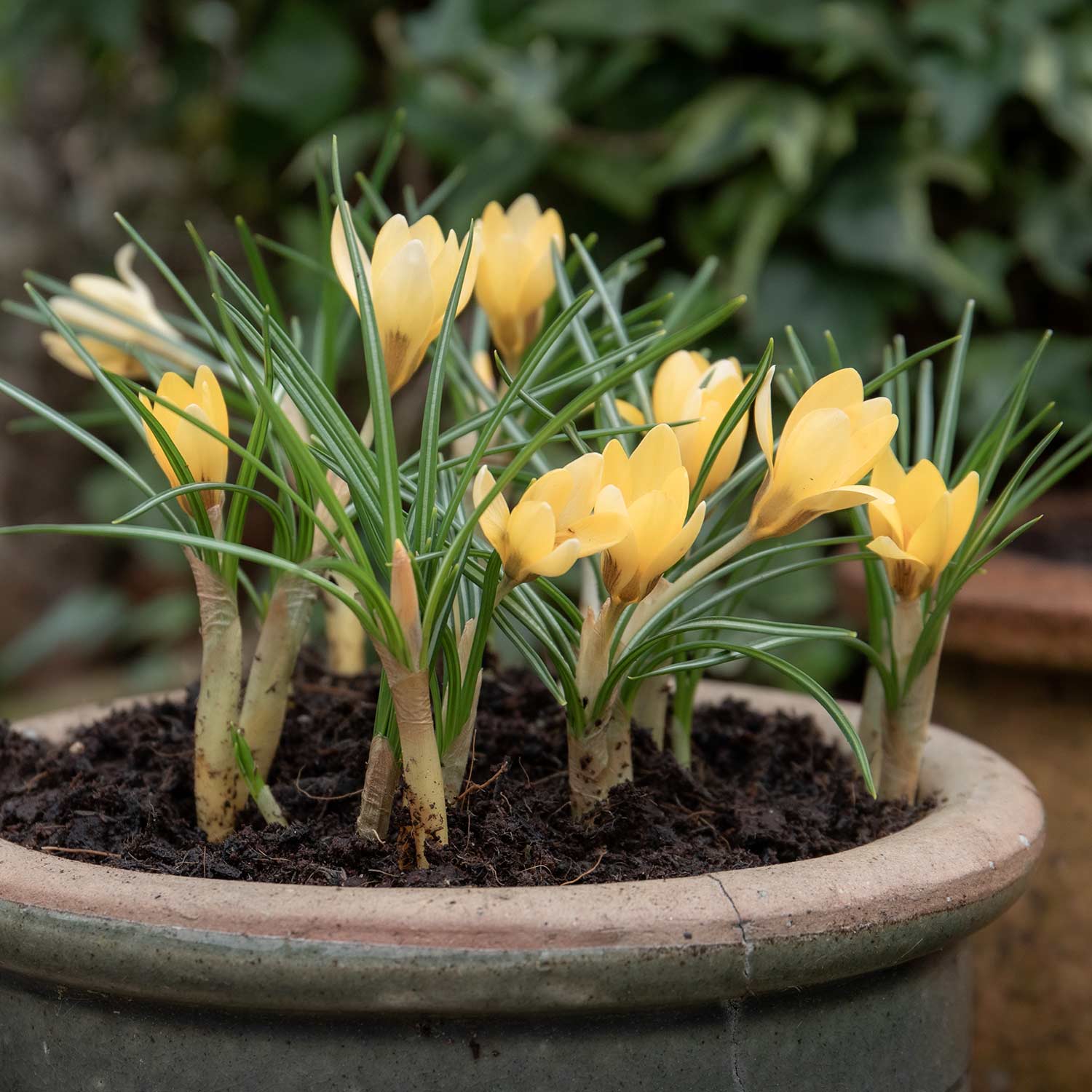 Crocus Bulbs 'Cream Beauty' - Image 7