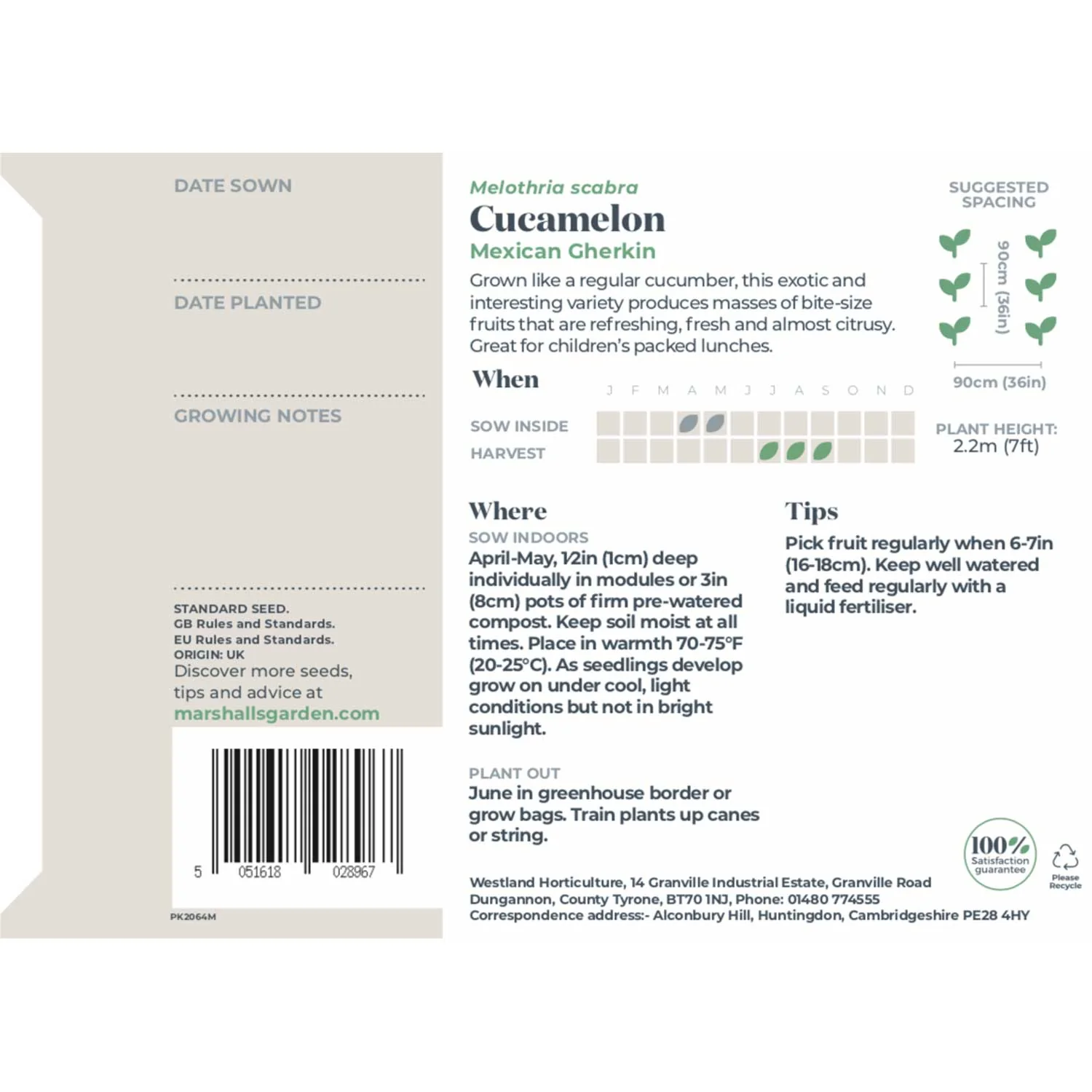 Cucamelon Seeds 'Mexican Gherkin' - Image 3