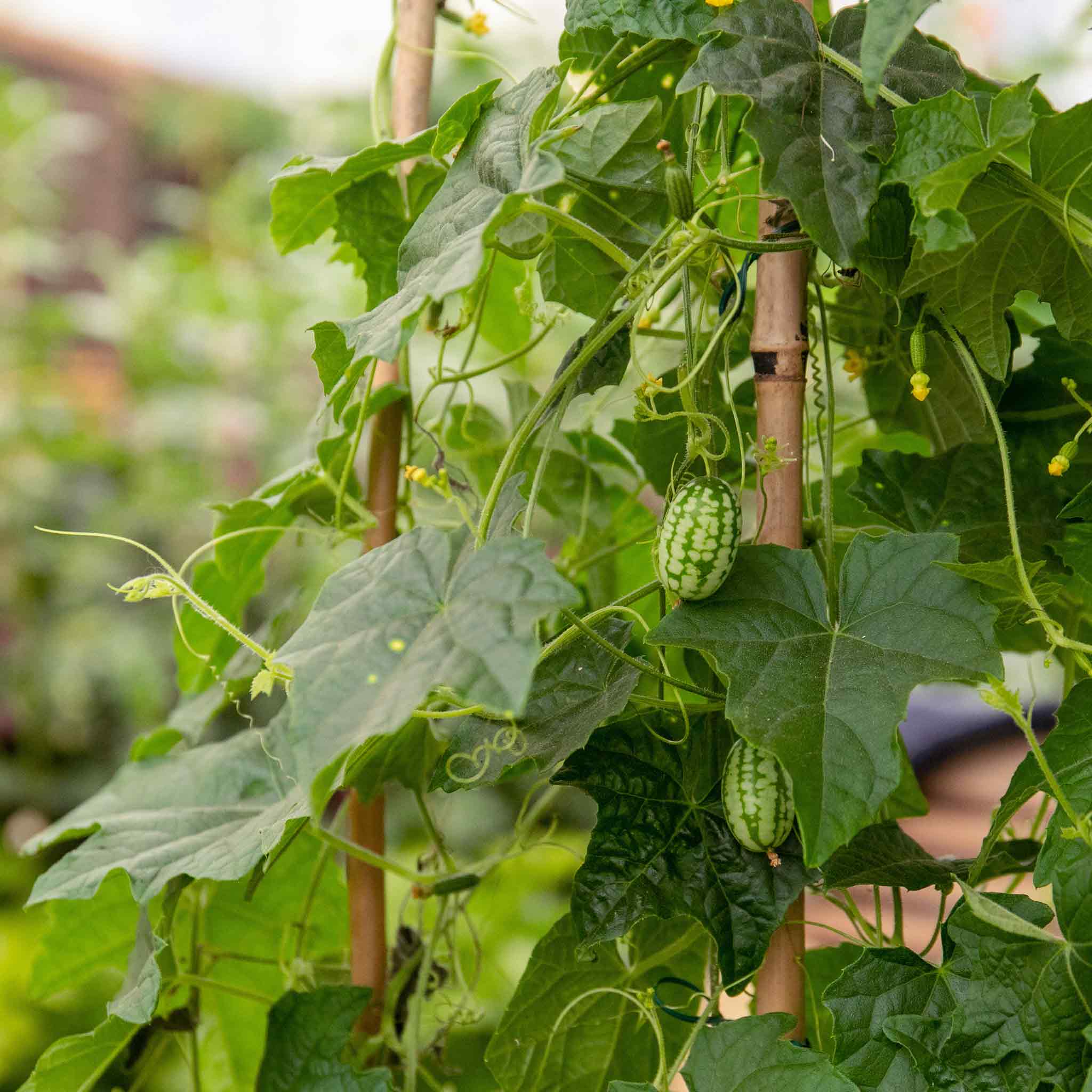 Cucamelon Seeds 'Mexican Gherkin' - Image 6