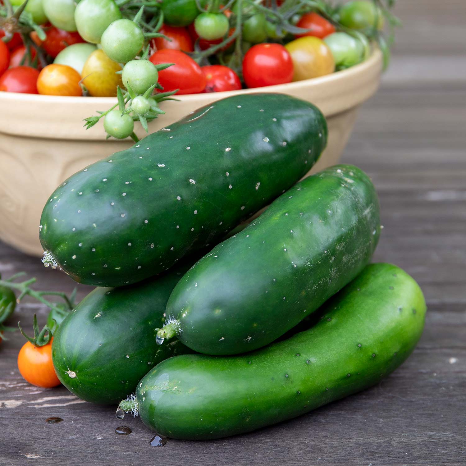 Cucumber 'Marketmore' - Image 3