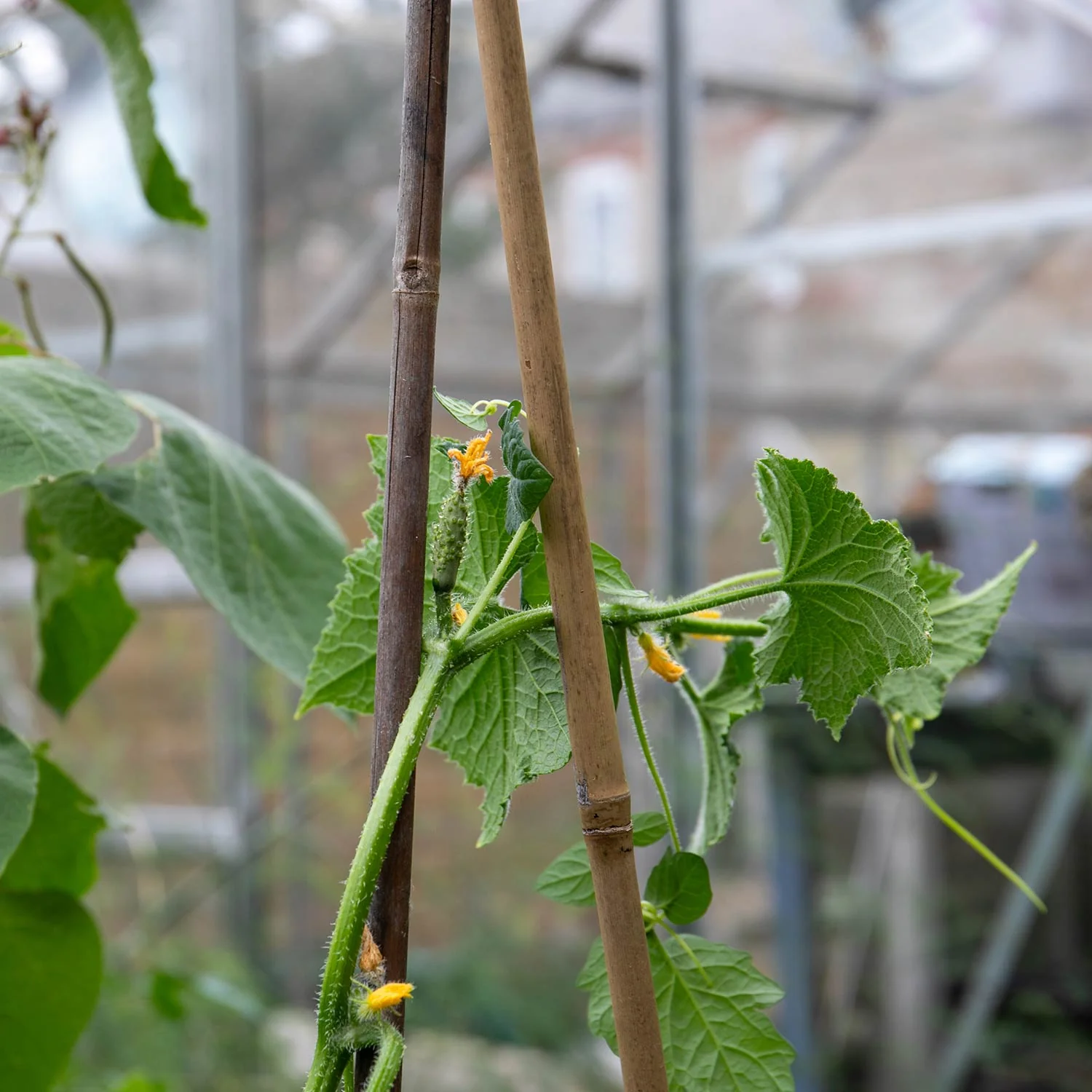 Cucumber 'Marketmore' - Image 6