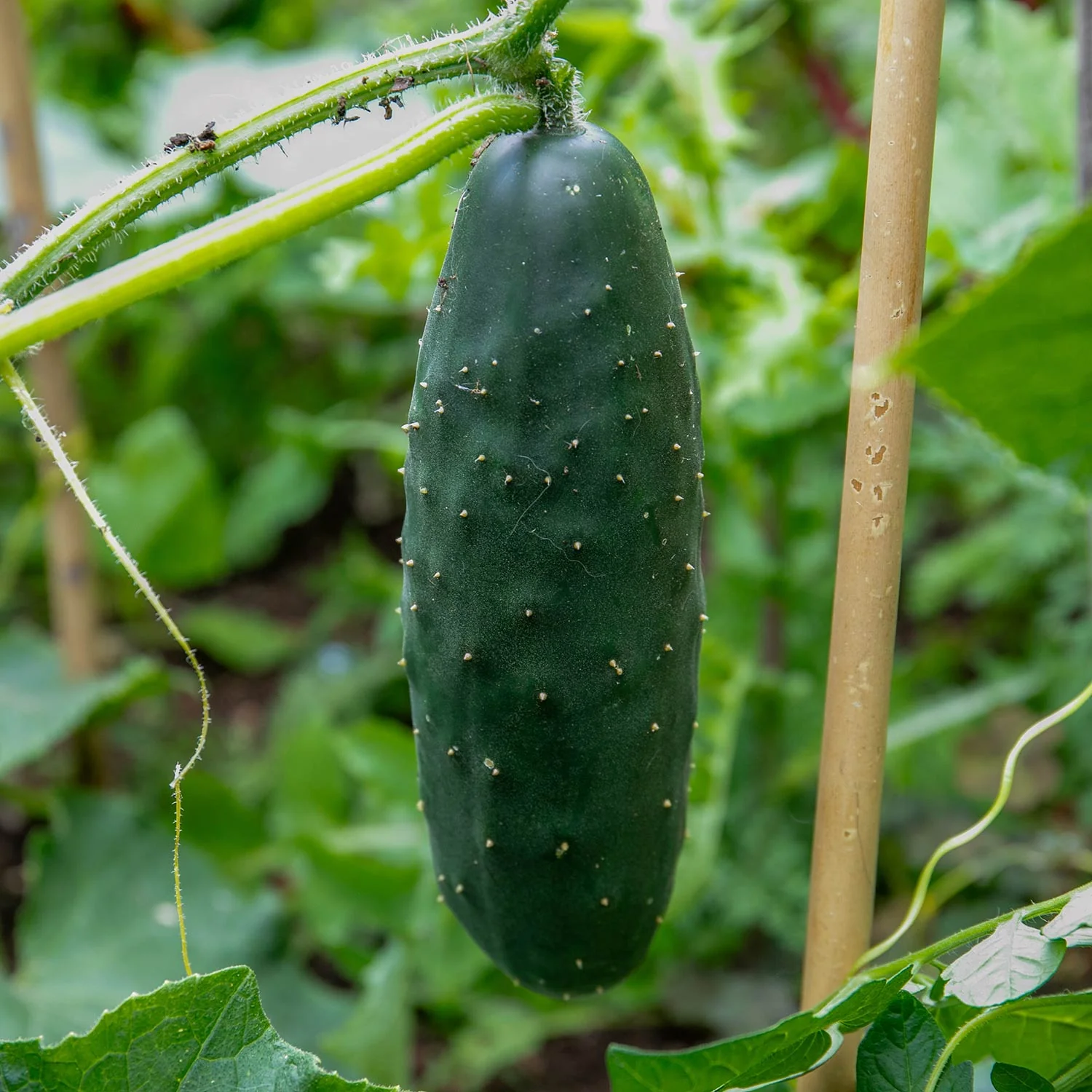 Cucumber 'Marketmore' - Image 7