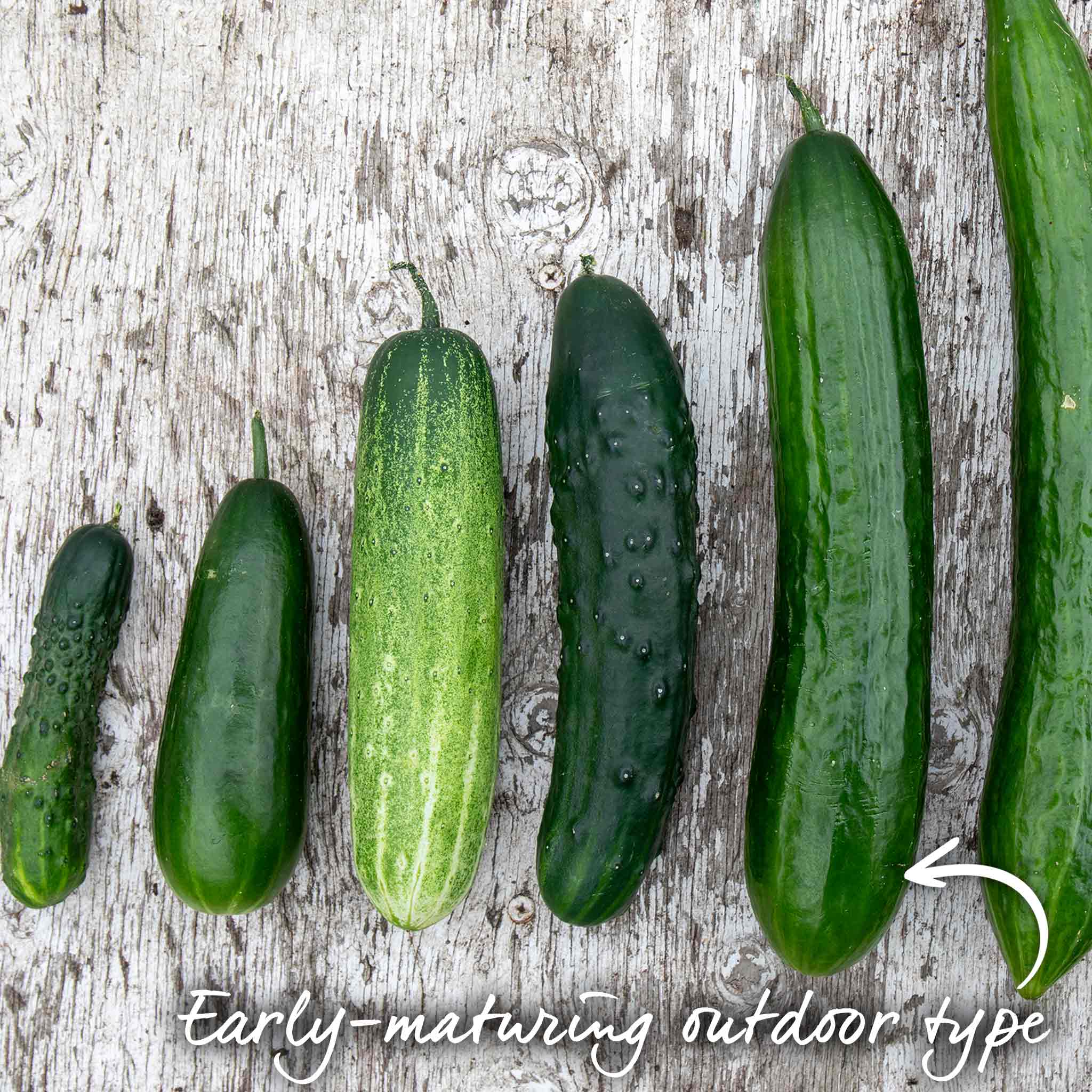 Cucumber Seeds 'Mini Muncher' F1 - Image 6