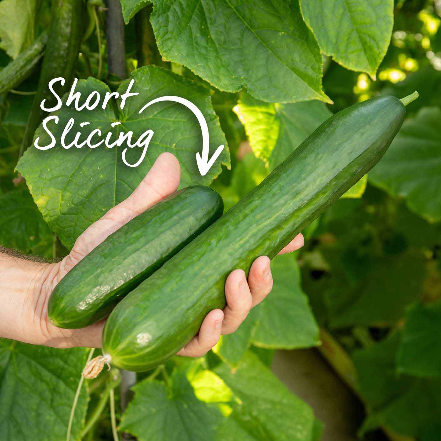 Cucumber 'Outdoor Duo' - Image 2