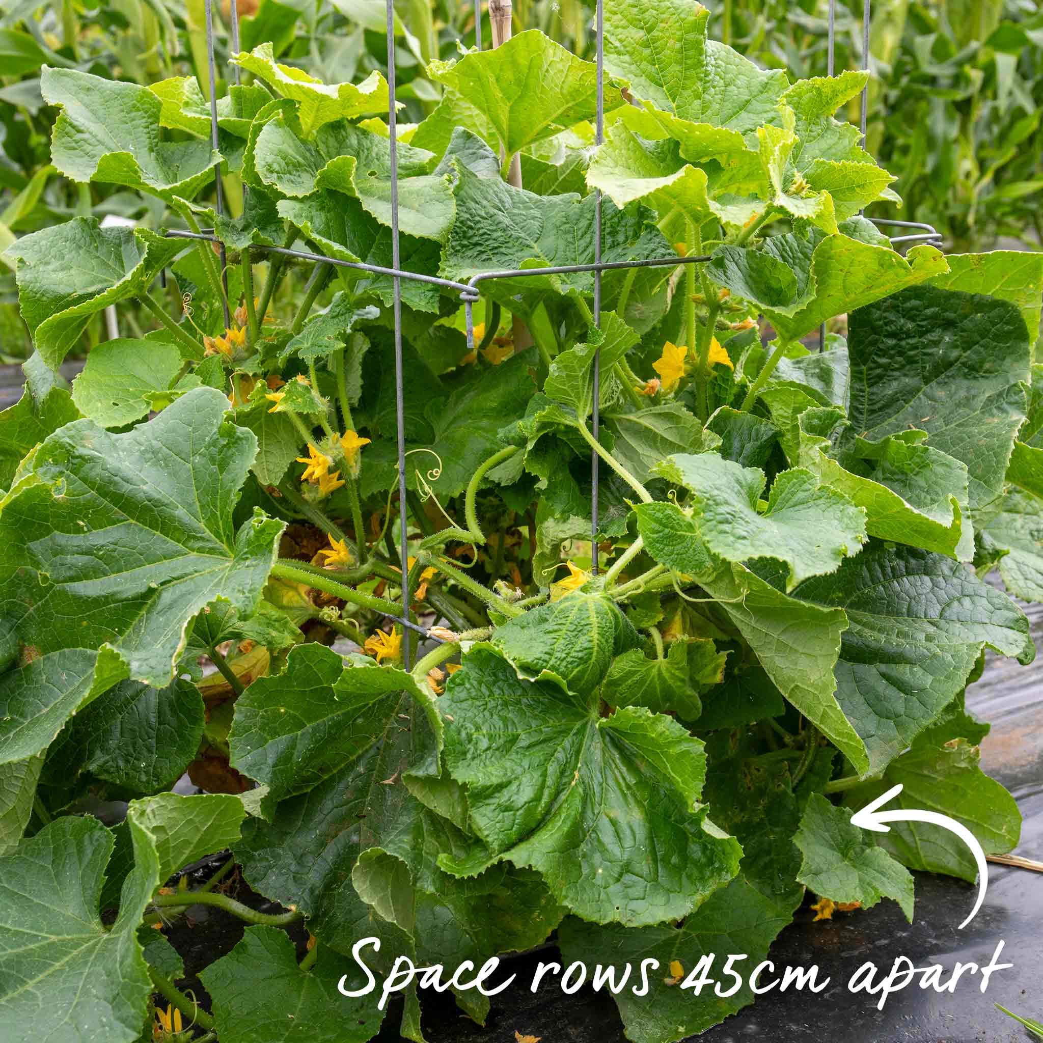 Cucumber Seeds 'Sherpa' F1 - Image 12