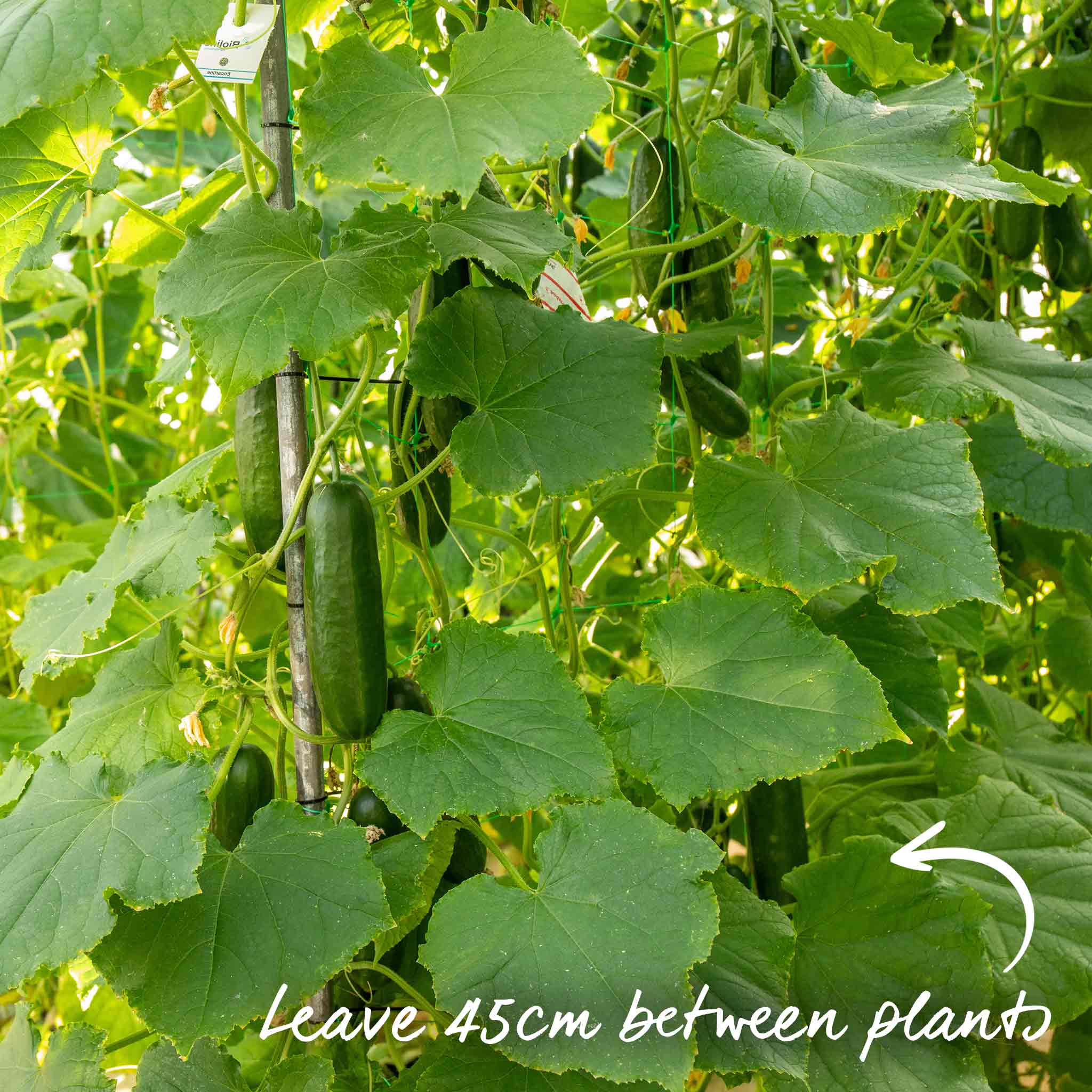 Cucumber Seeds 'Sherpa' F1 - Image 11