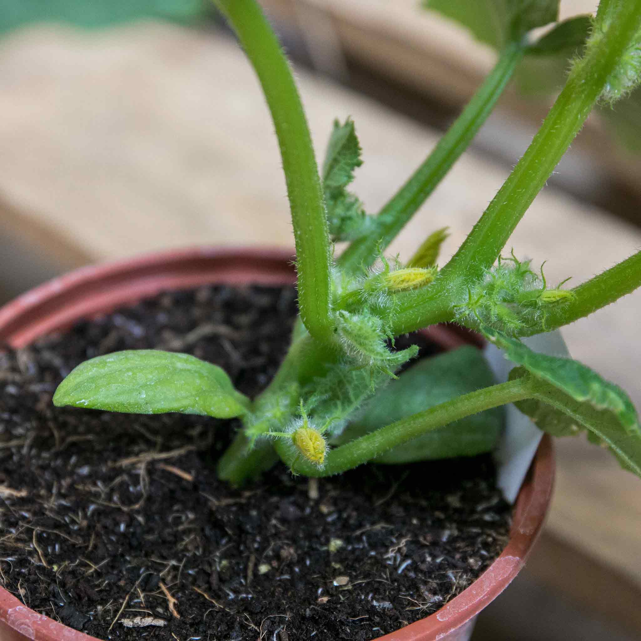 Cucumber 'Carmen' - Image 6