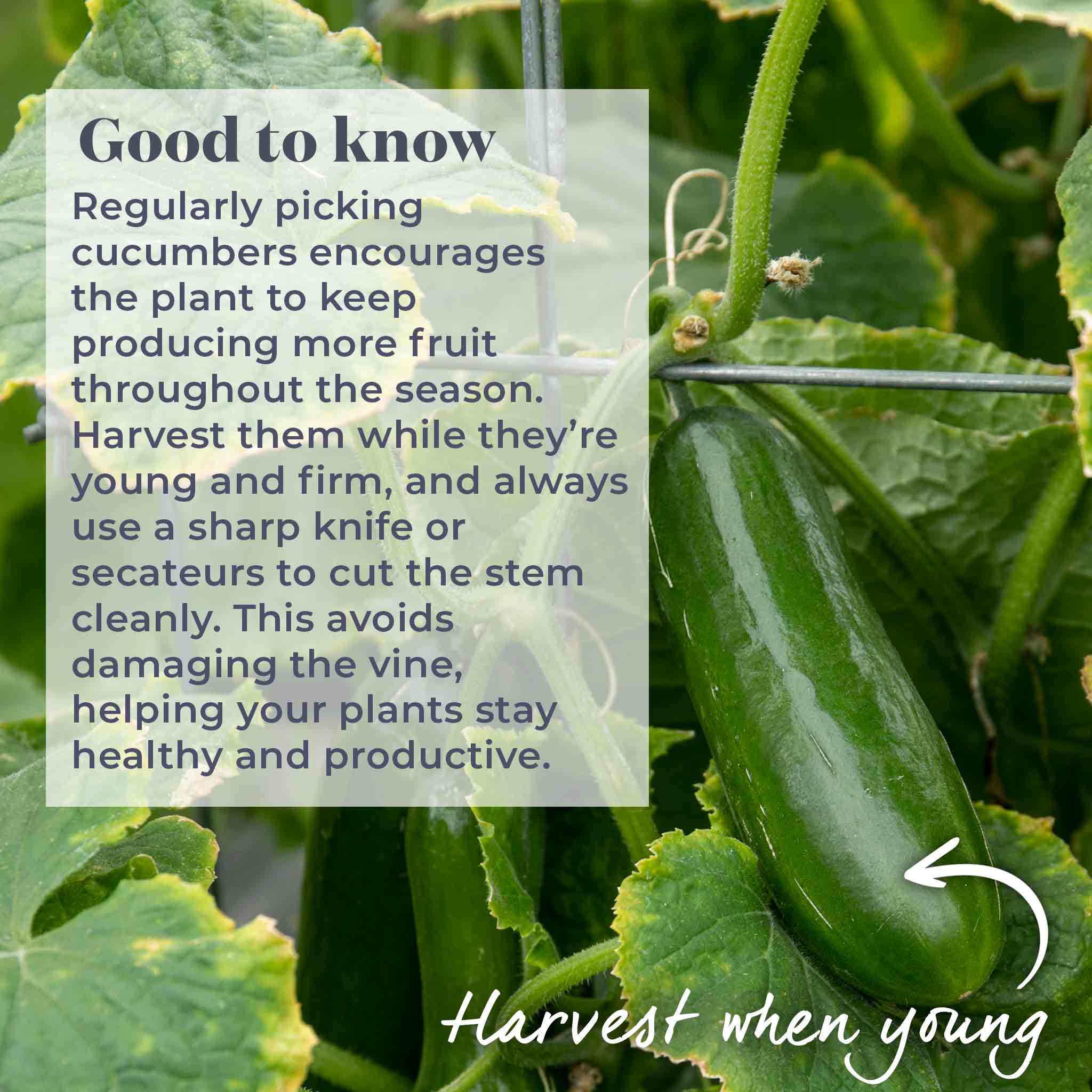 Cucumber Seeds 'Sherpa' F1 - Image 13