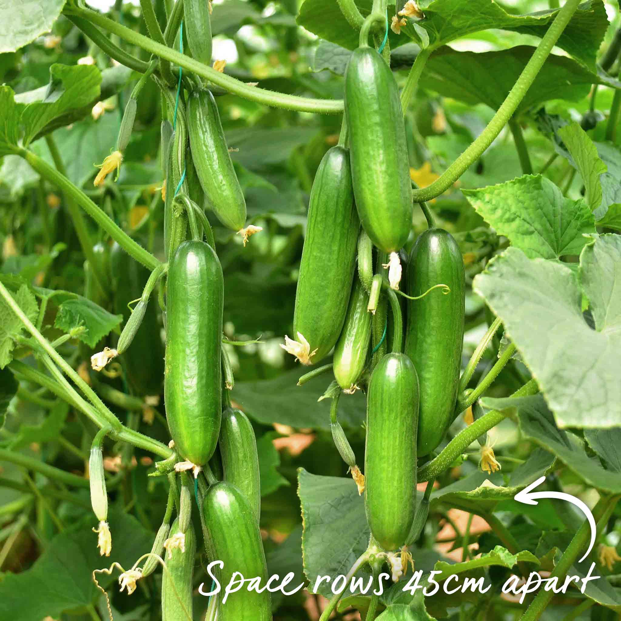 Cucumber Seeds 'Mini Munch' F1 - Image 13