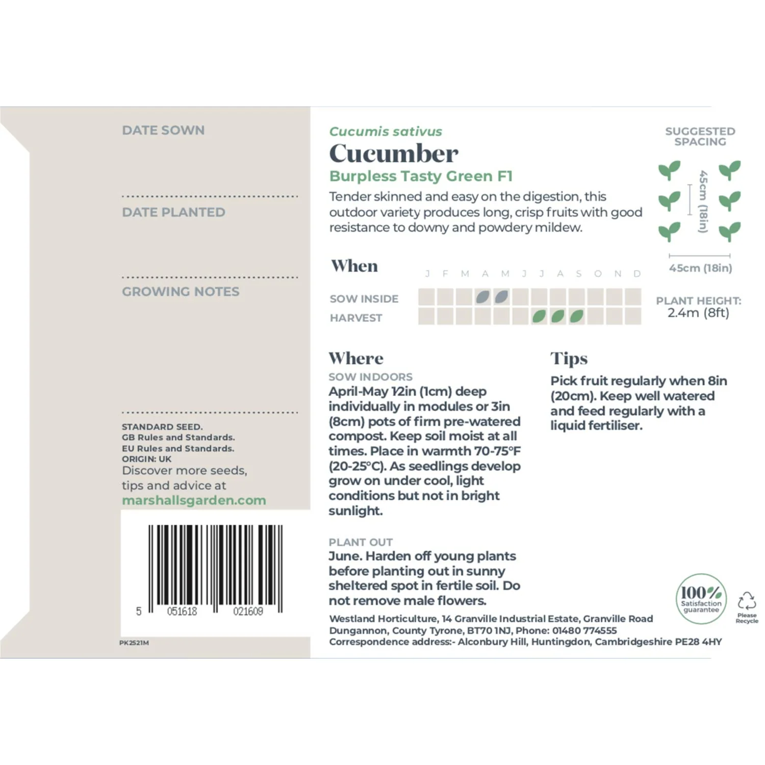 Cucumber Seeds 'Burpless Tasty Green' F1 - Image 3