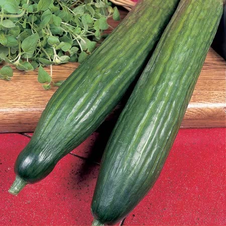 Cucumber Seeds 'Burpless Tasty Green' F1 - Image 6