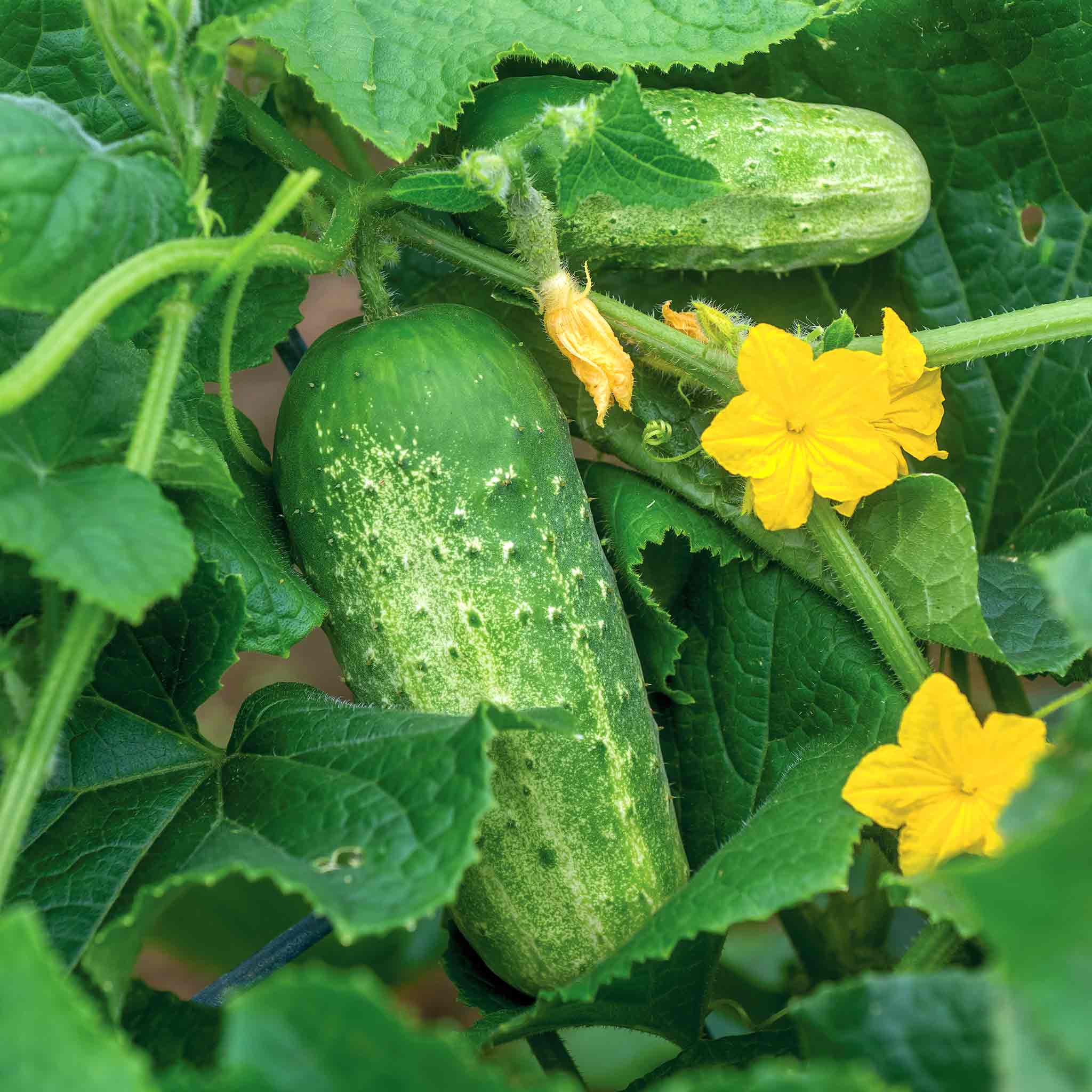 Cucumber Seeds 'Picklebush' - Image 3