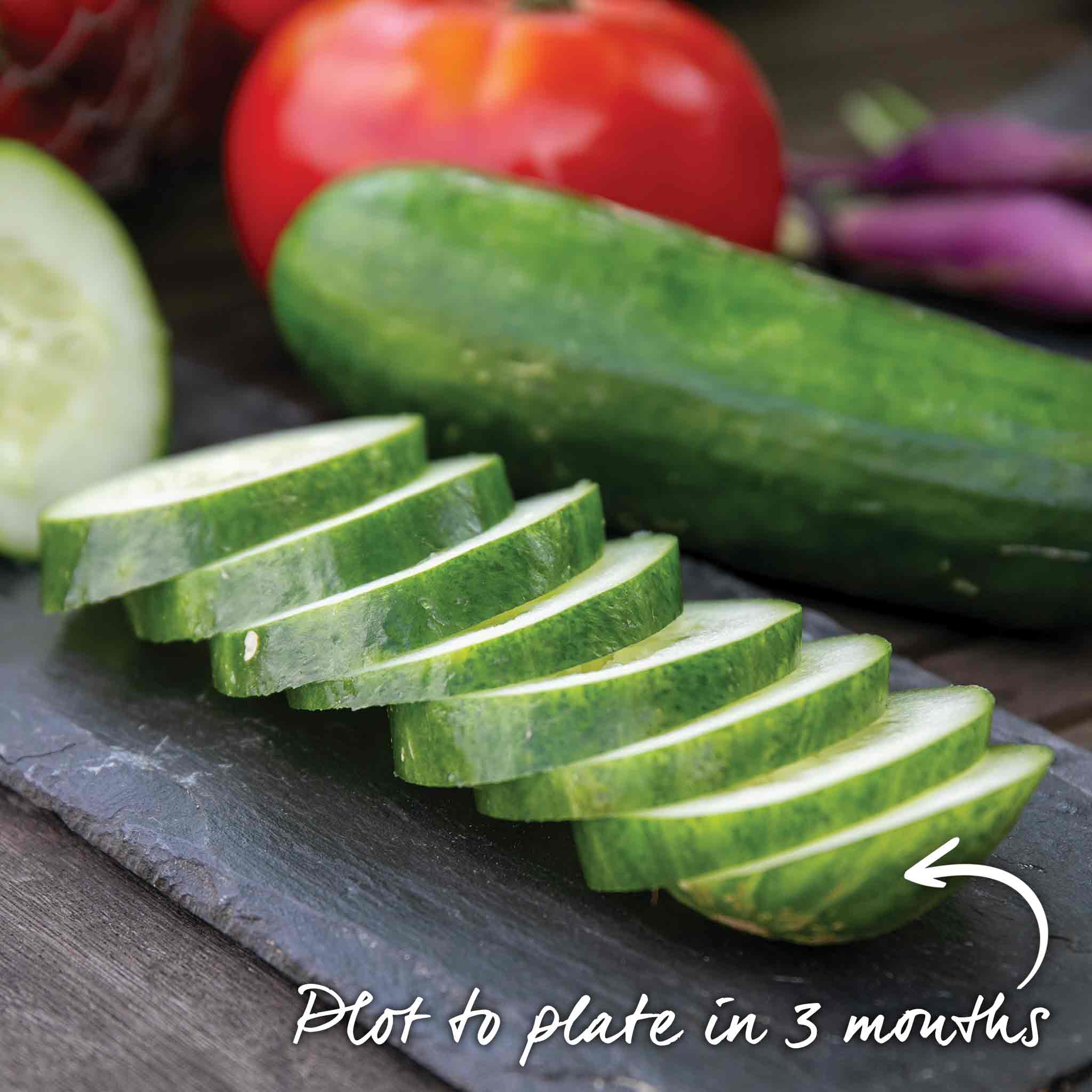 Cucumber Seeds 'Sherpa' F1 - Image 3