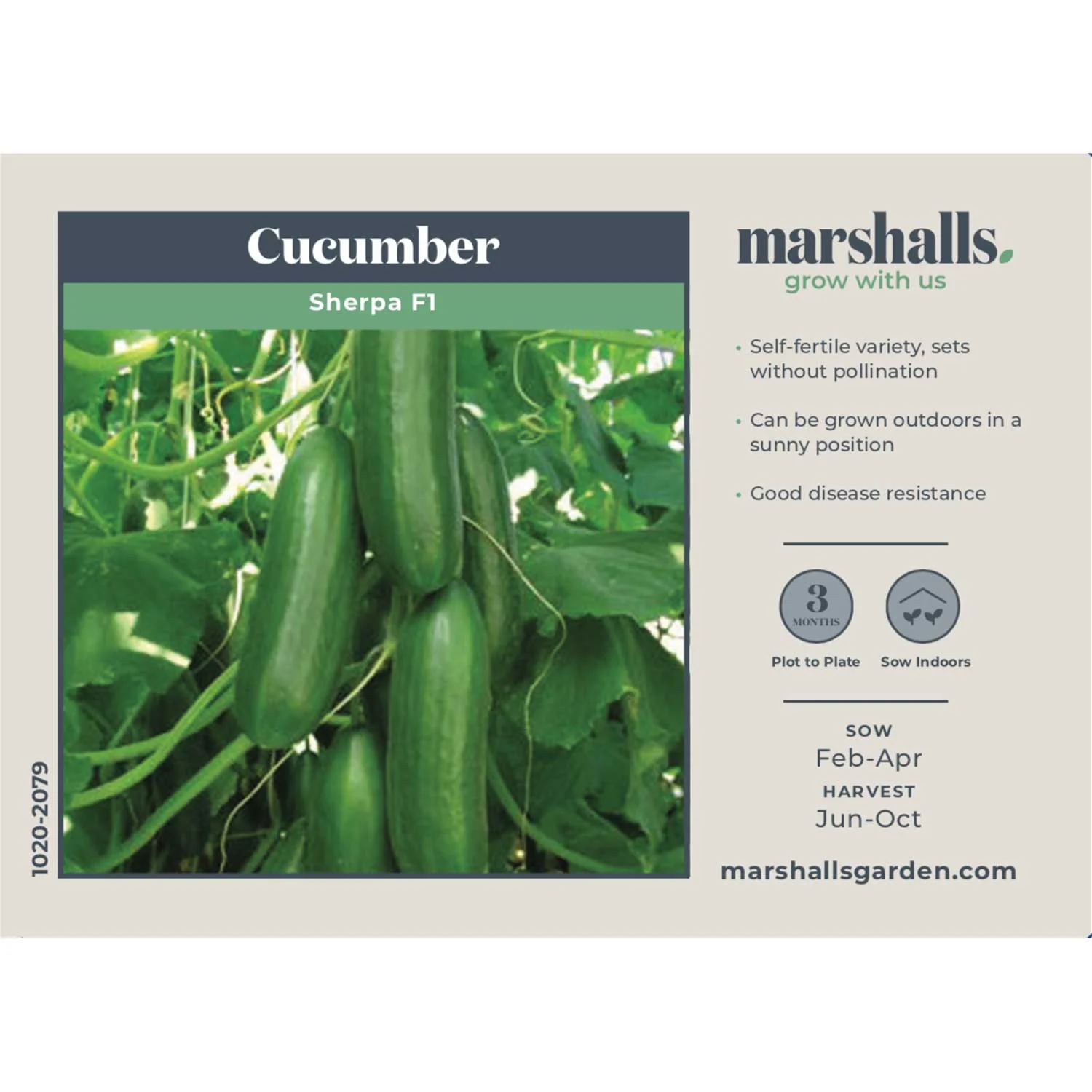 Cucumber Seeds 'Sherpa' F1 - Image 4