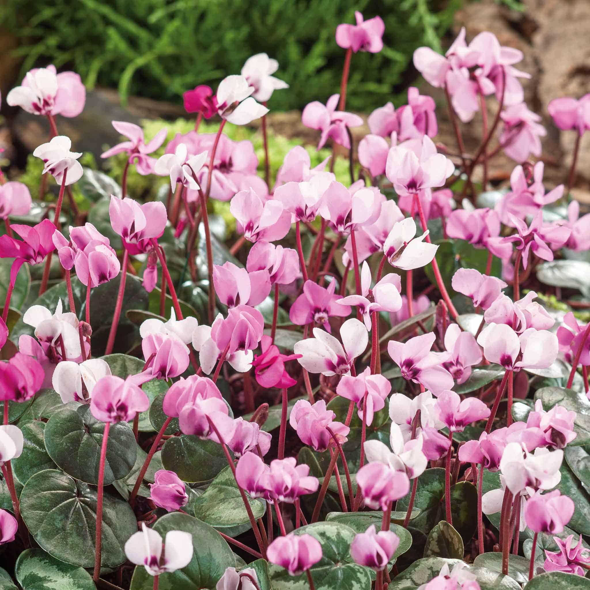Cyclamen Coum Bulbs - Image 6