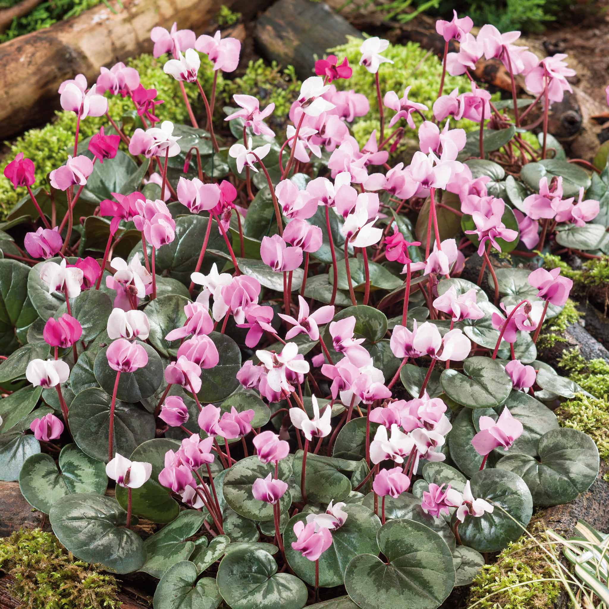 Cyclamen Coum Bulbs - Image 8