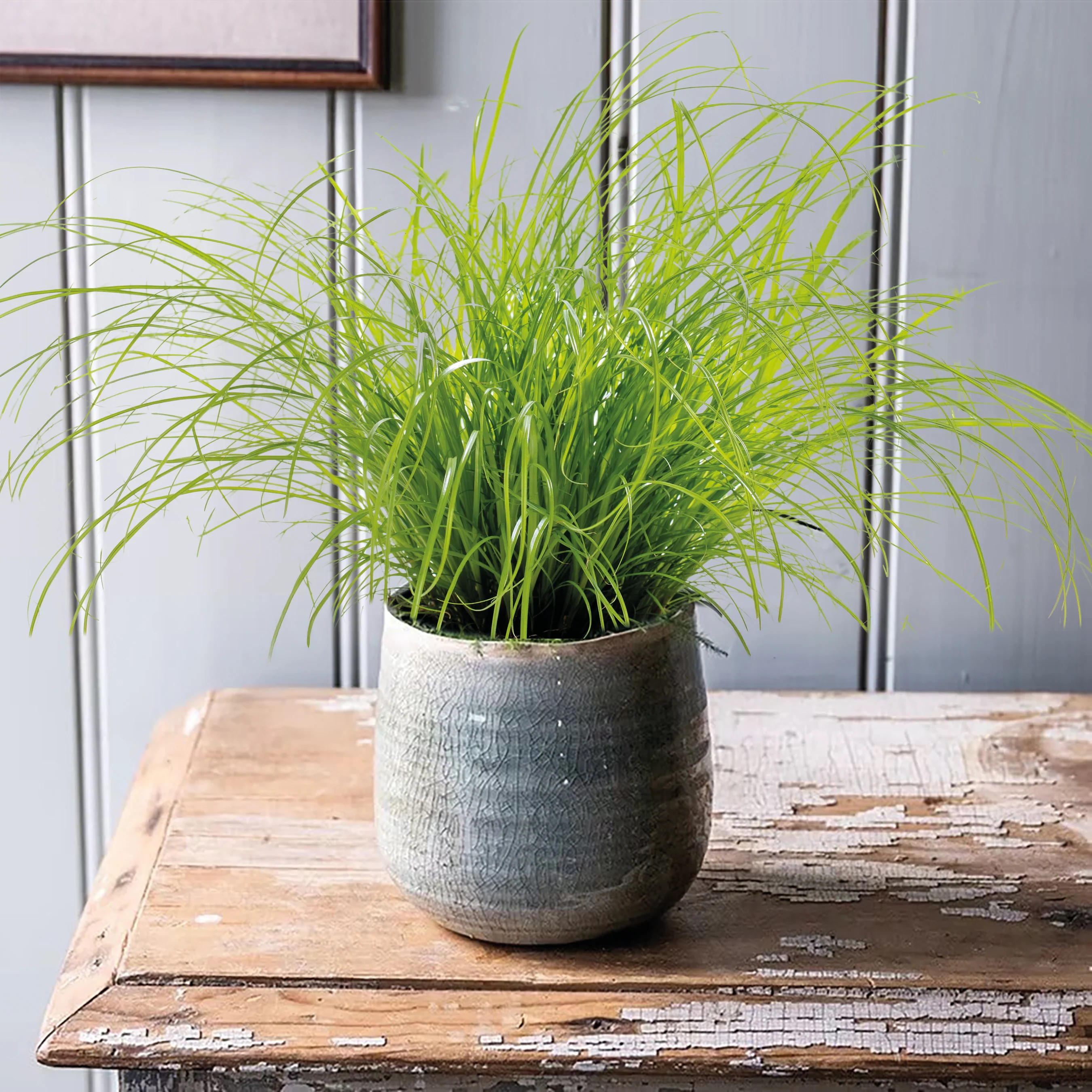 Cyperus (Cat Grass) Seeds 'Zumula' - Image 2