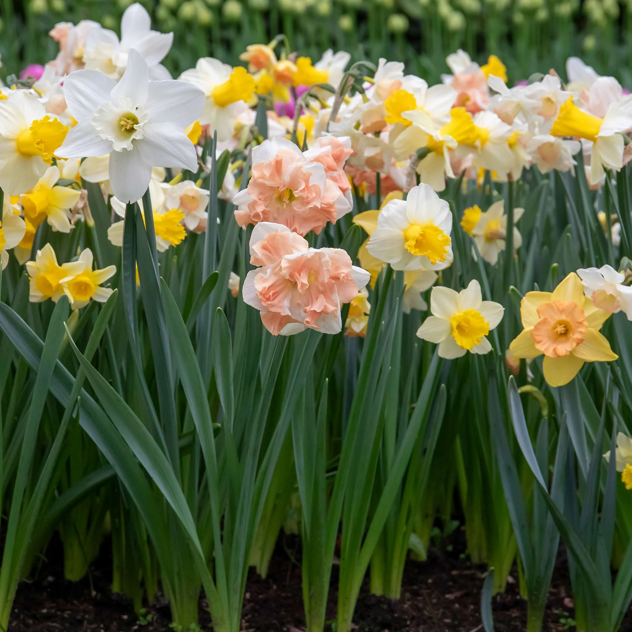 Daffodil Bulbs 'Apricot Whirl' - Image 3