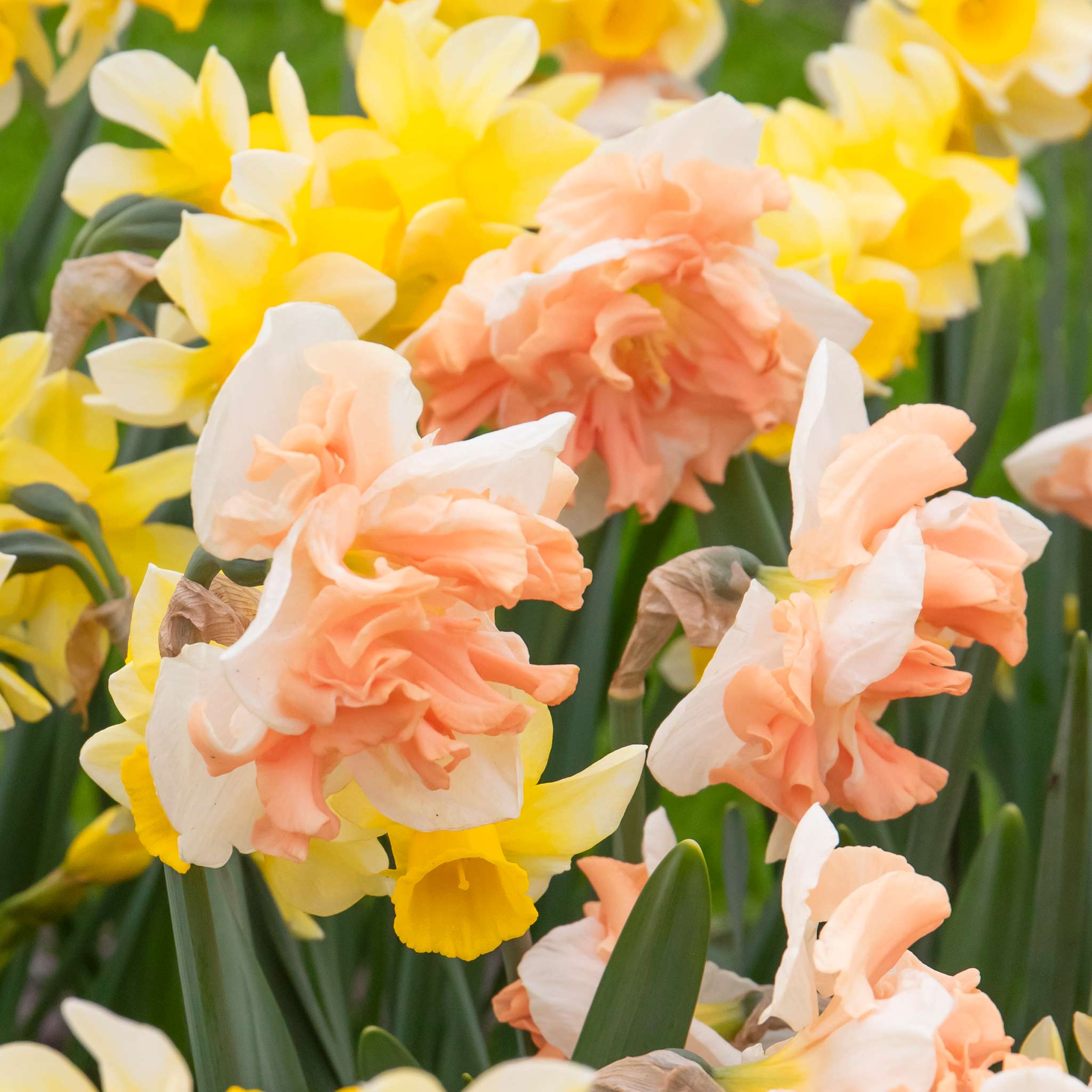Daffodil Bulbs 'Apricot Whirl' - Image 4
