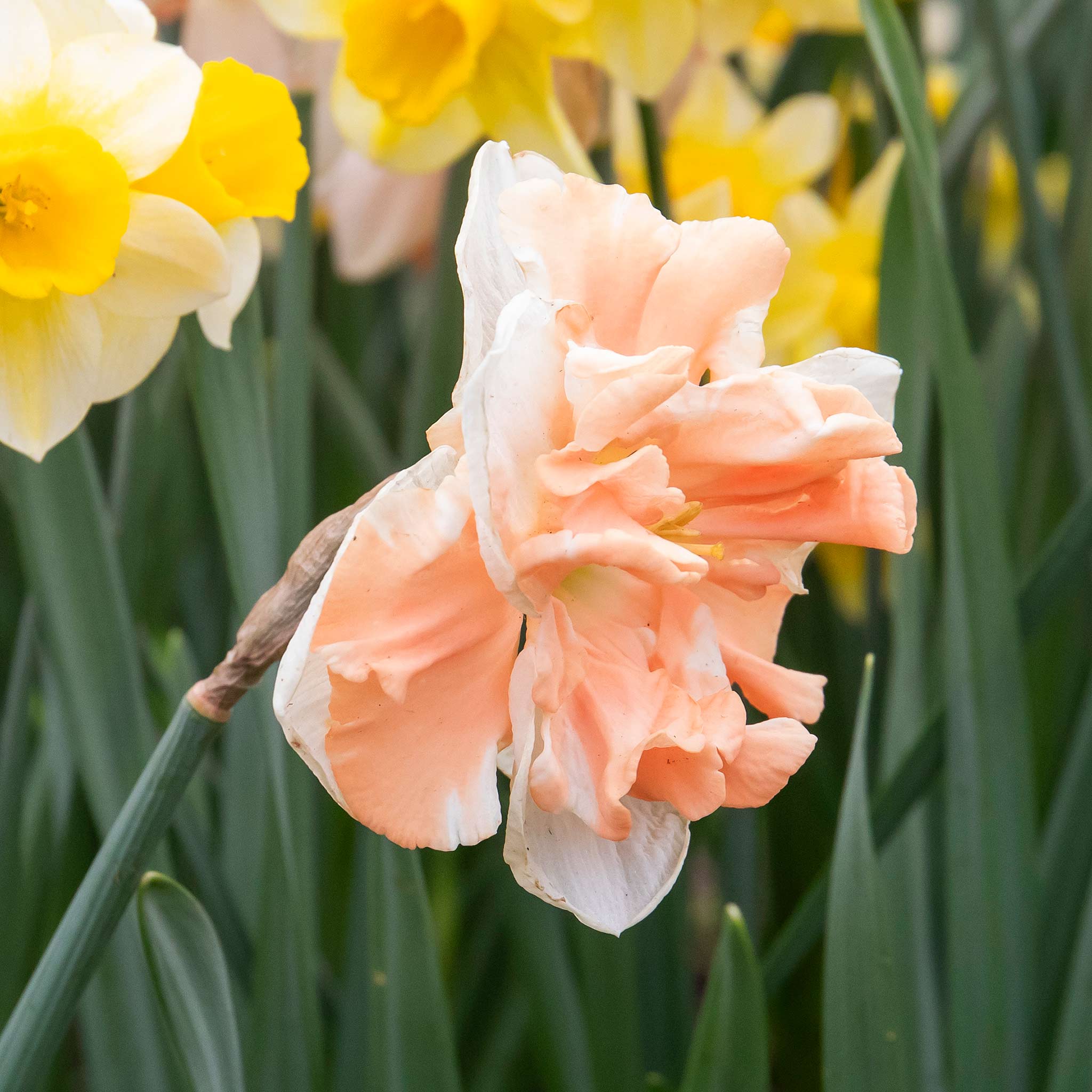 Daffodil Bulbs 'Apricot Whirl' - Image 9