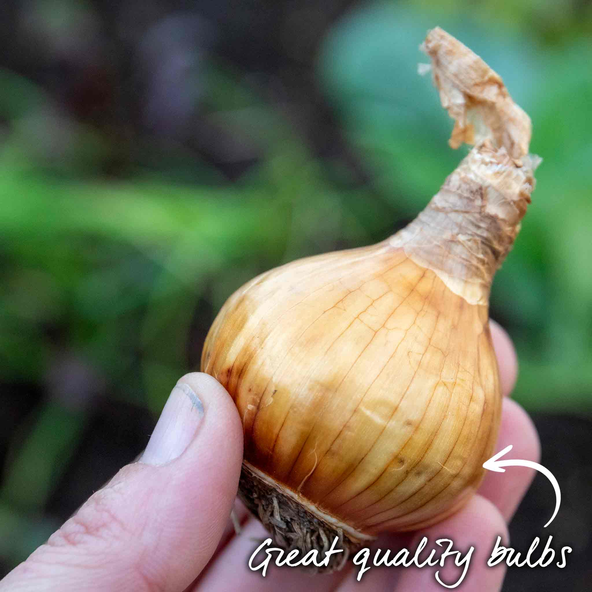 Daffodil Bulbs 'Martinette' - Image 5
