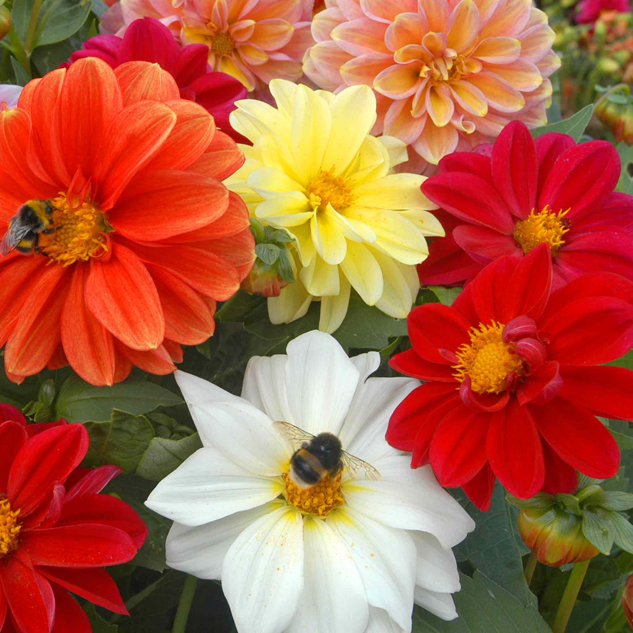 Dahlia 'Figaro Mixed' - Image 3