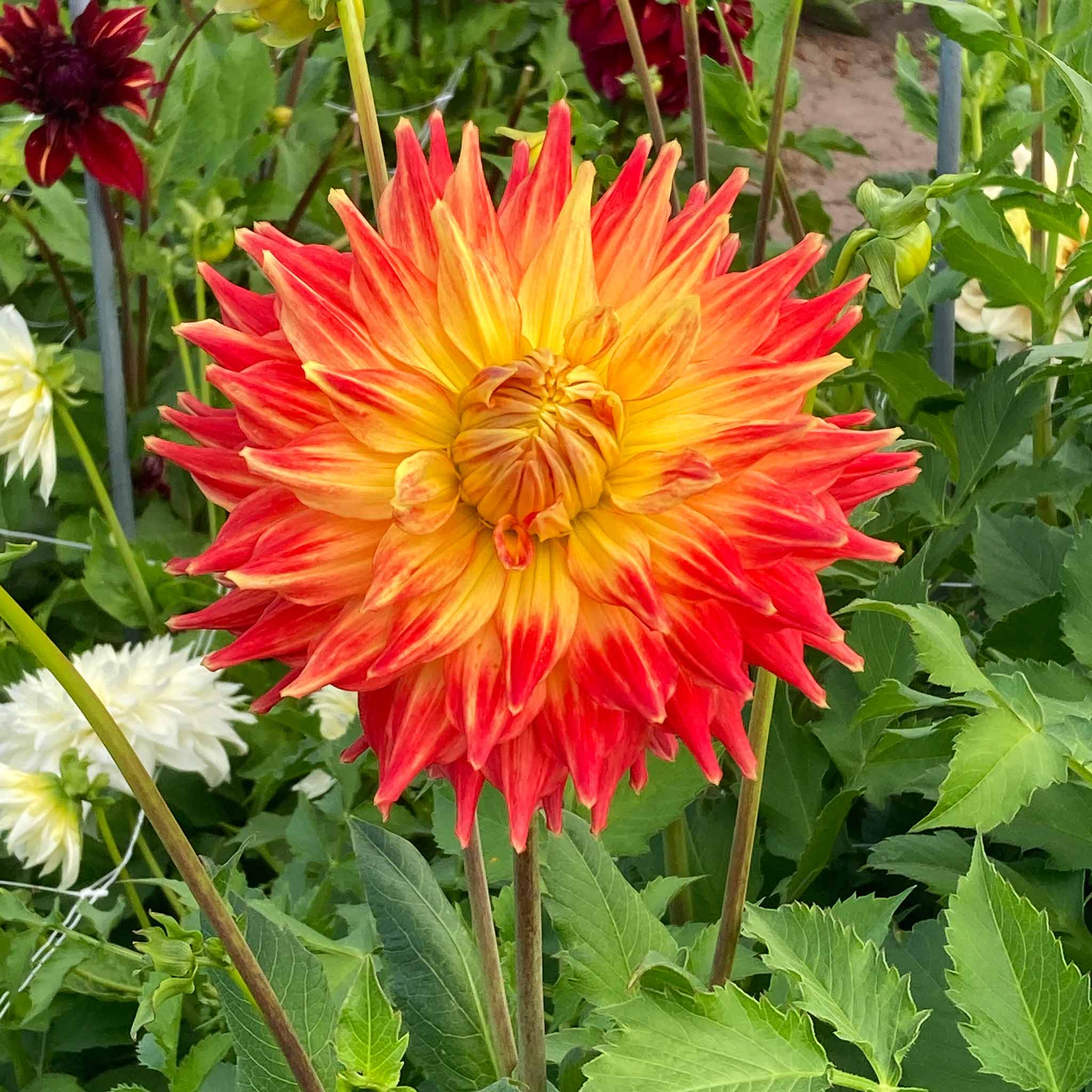 Dahlia Tuber 'Fired Up' - Image 3