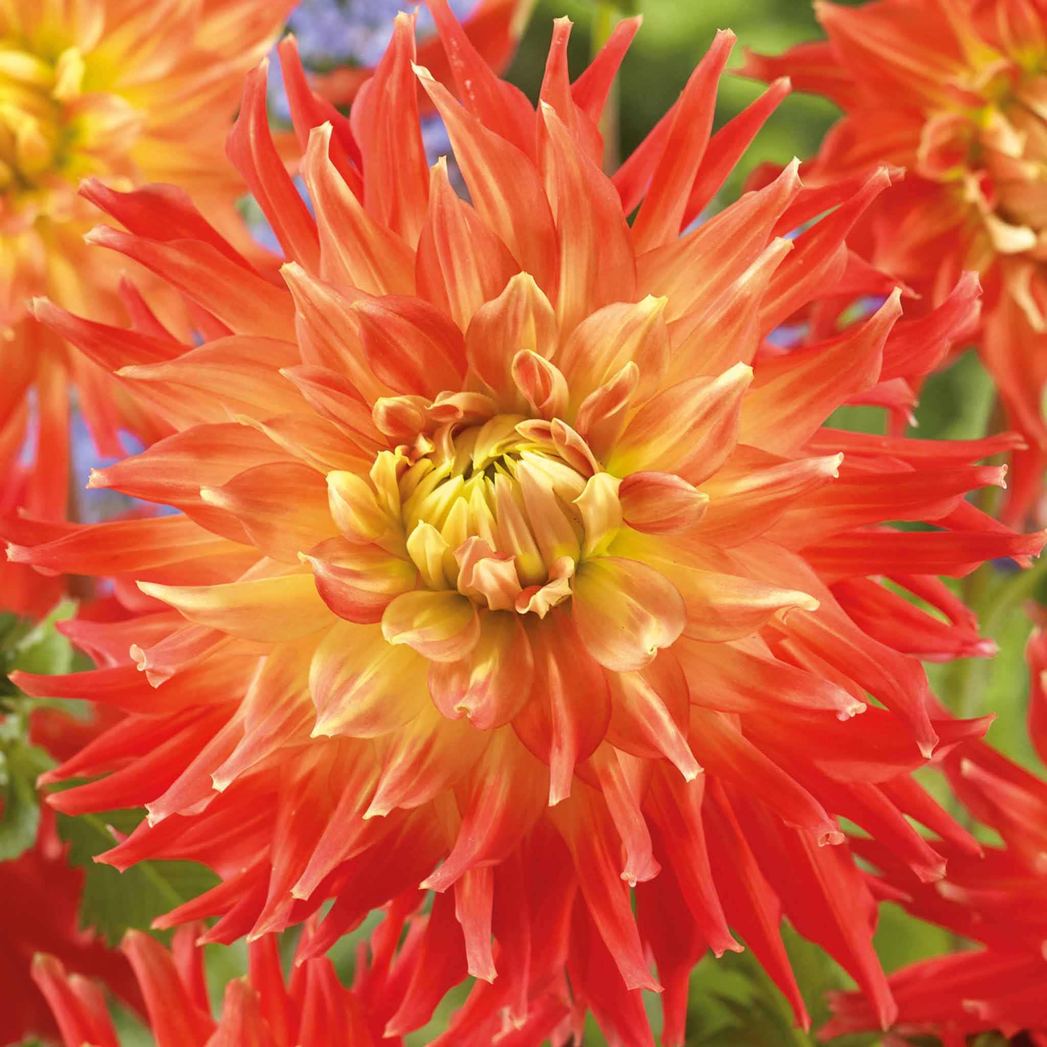 Dahlia Tuber 'Fired Up' - Image 6