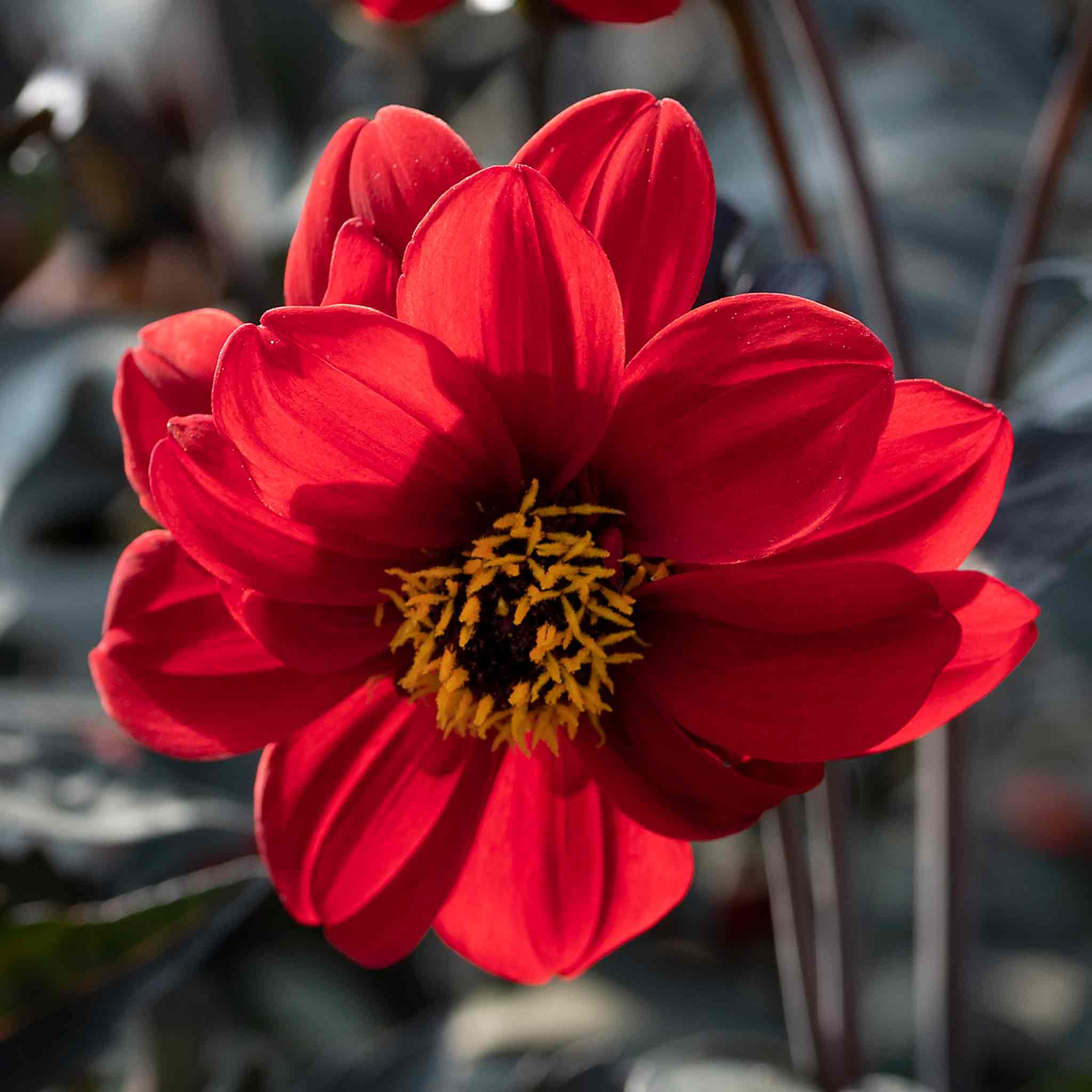 Dahlia Pinnata Seeds 'Black Forest Ruby' - Image 3