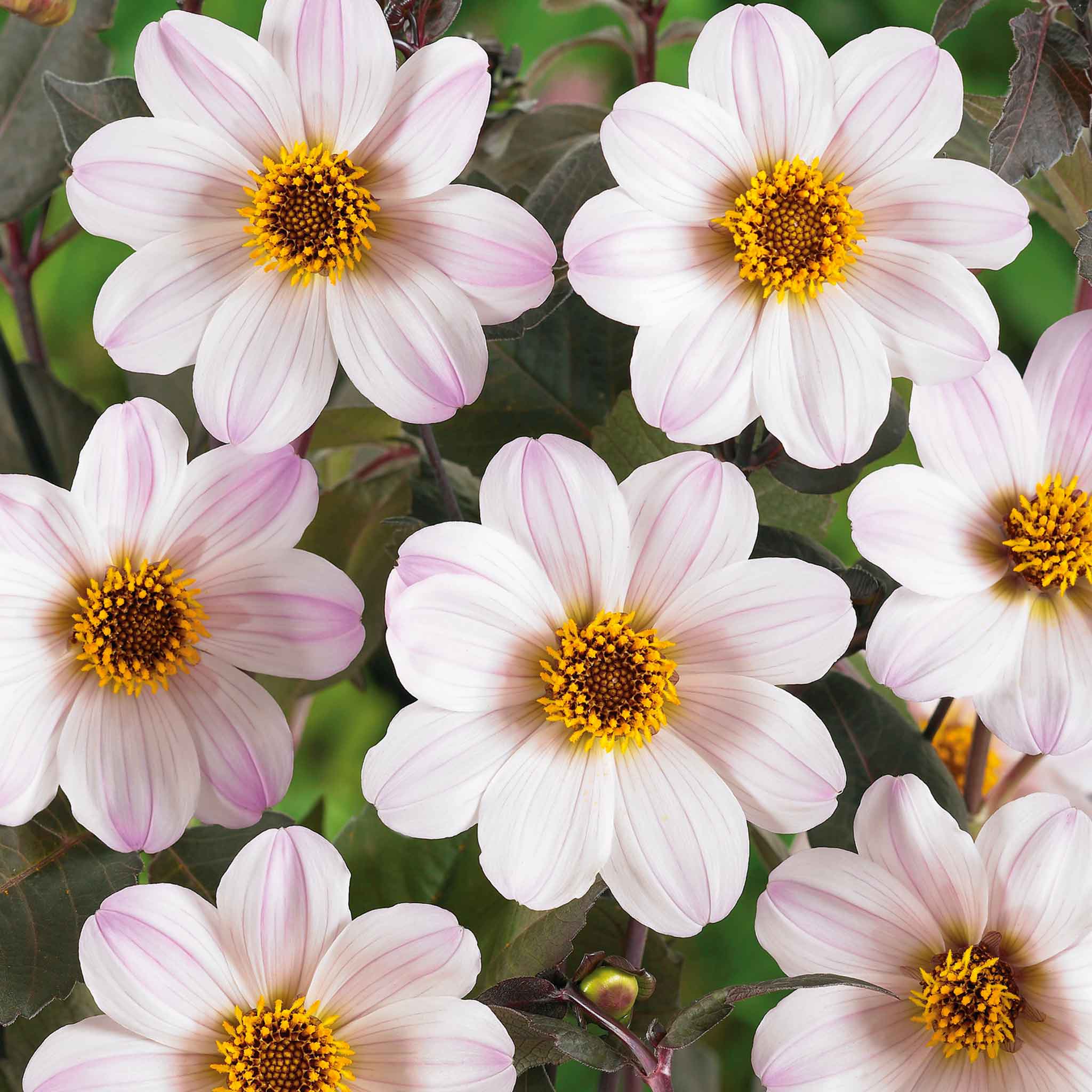 Dahlia Tuber 'Bishop of Dover' - Image 2