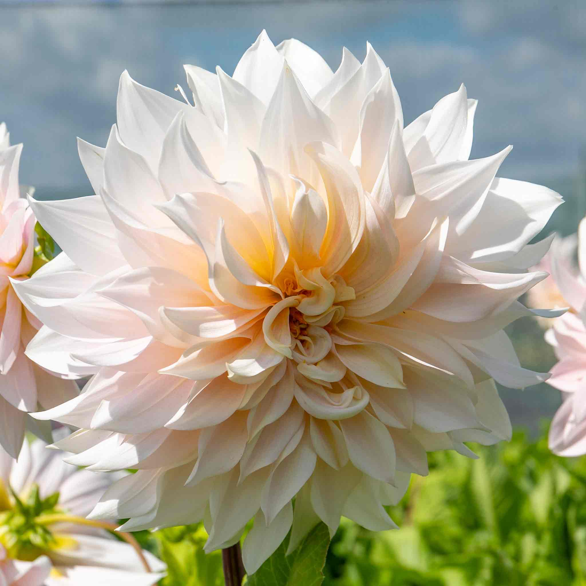 Dahlia 'Café au Lait' - Image 8