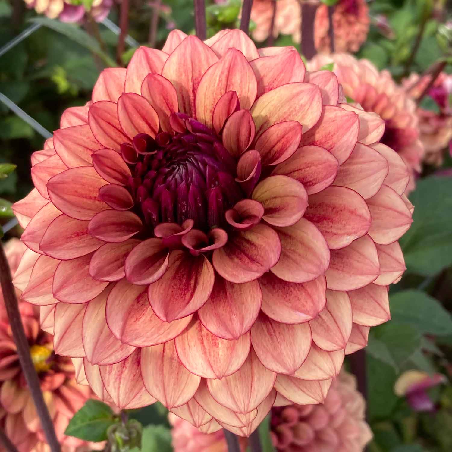 Dahlia 'Jowey Merel' - Image 5