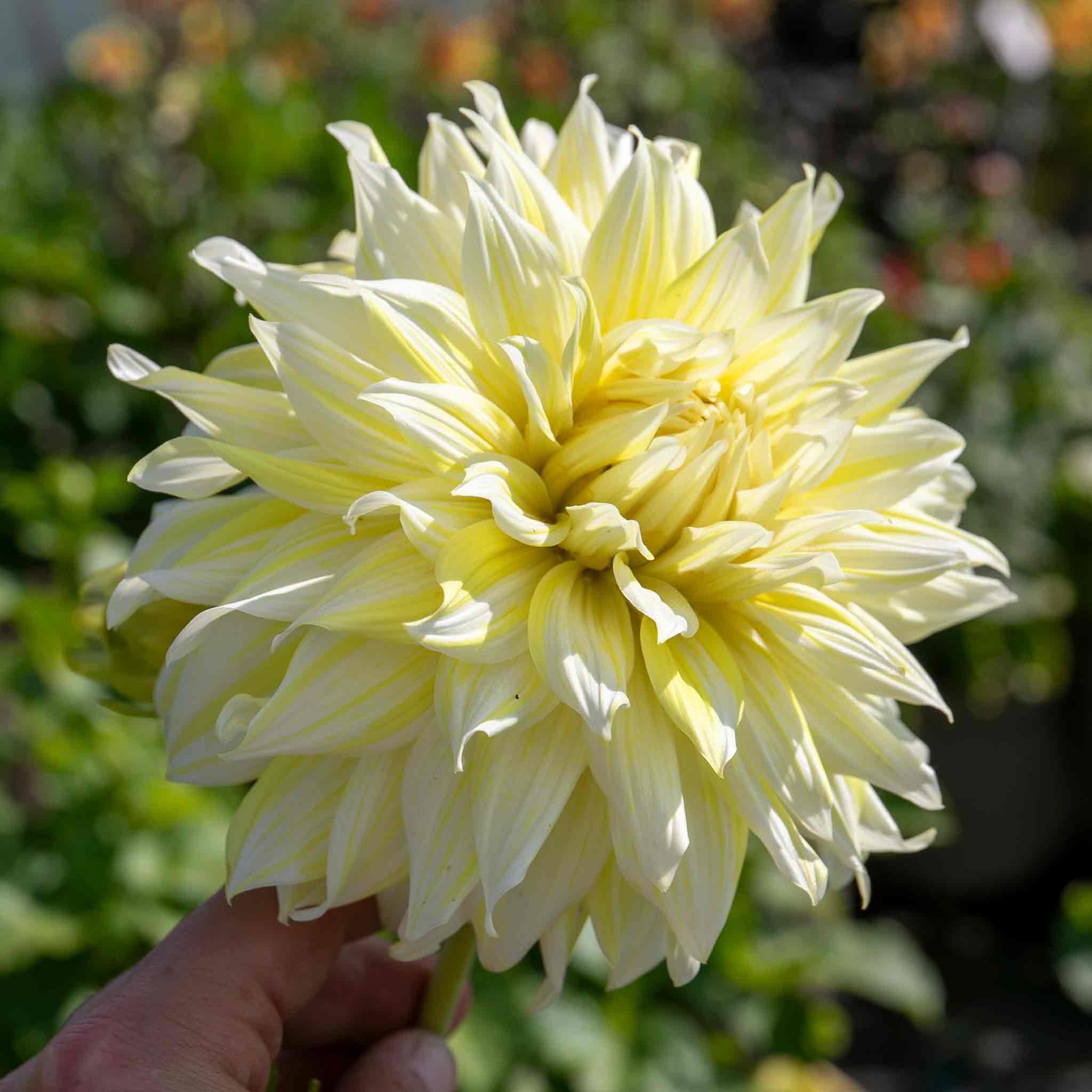 Dahlia 'La Luna' - Image 2