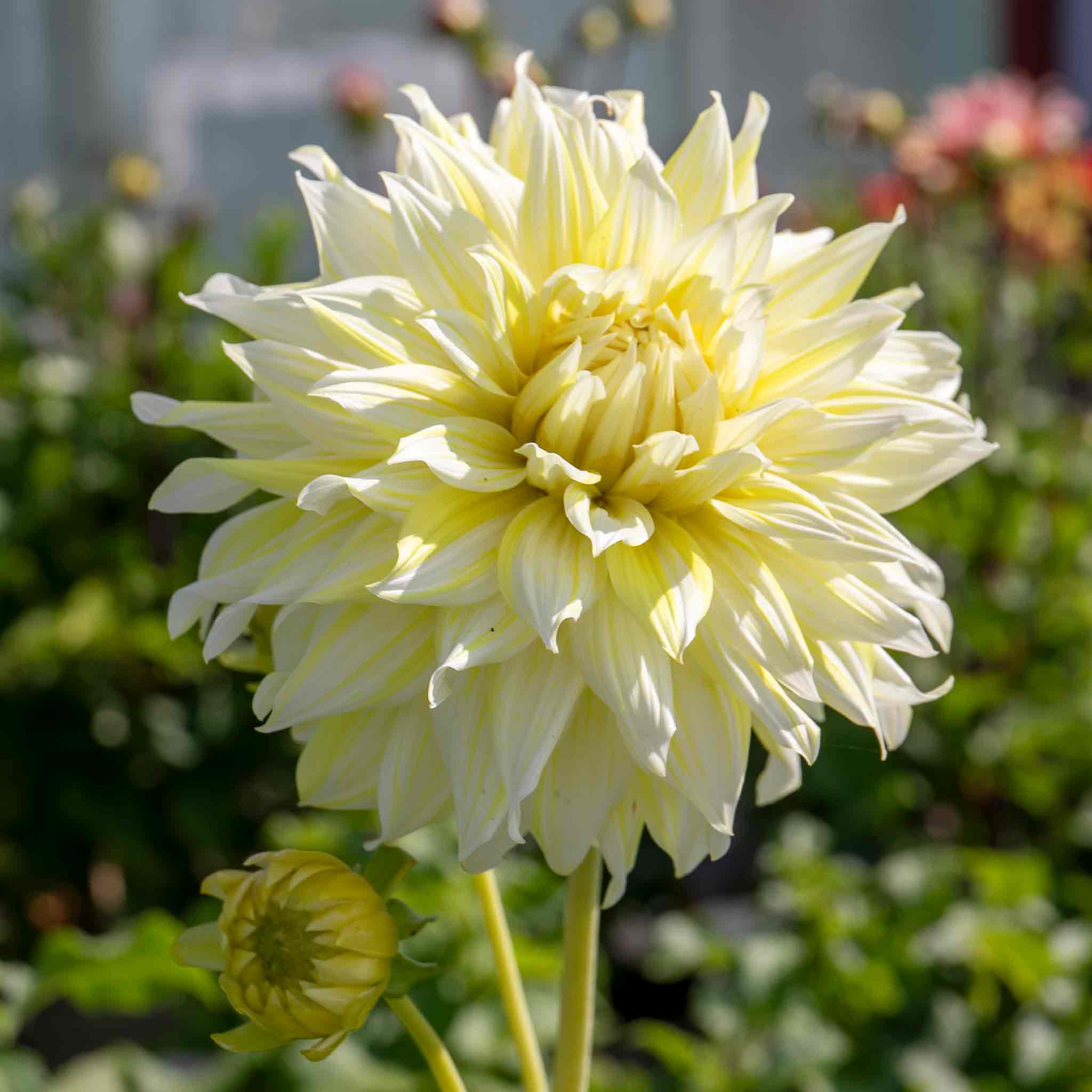 Dahlia 'La Luna' - Image 4