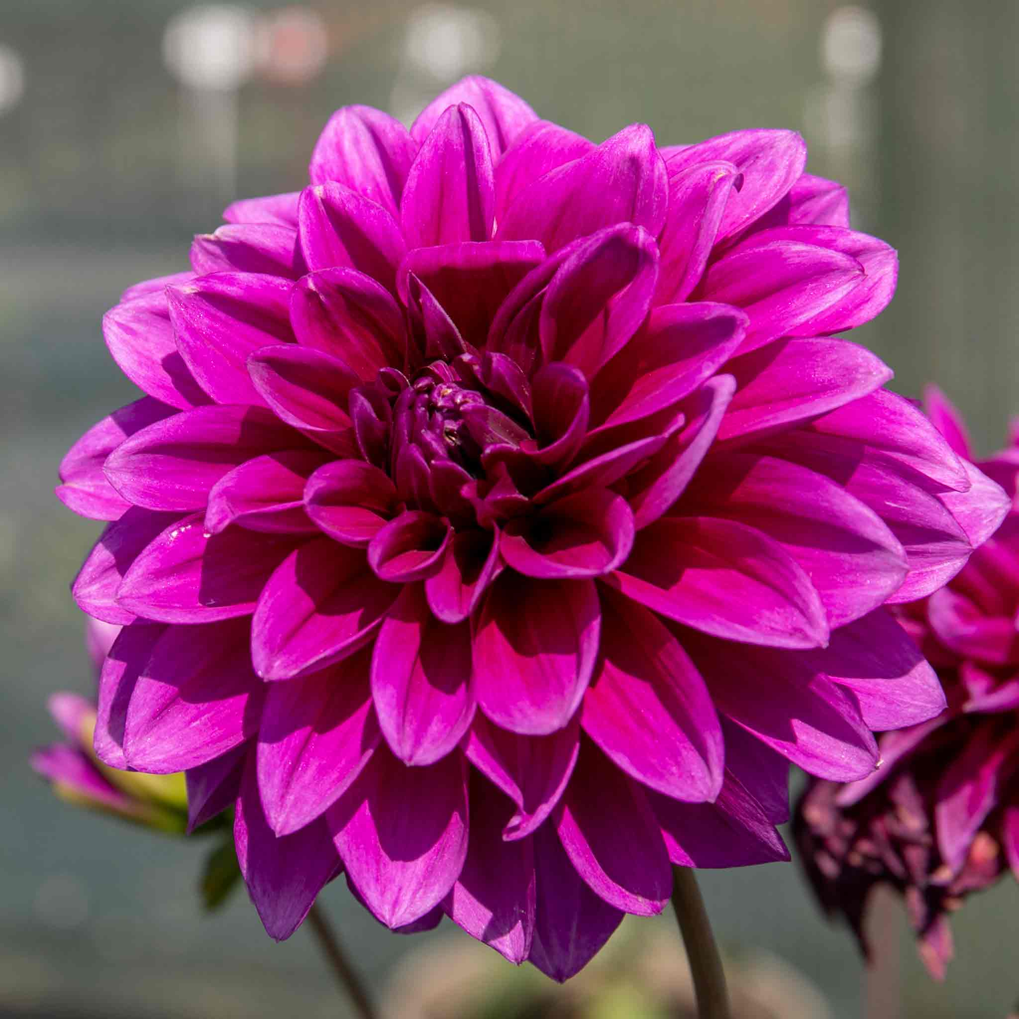 Dahlia 'Le Baron' - Image 3